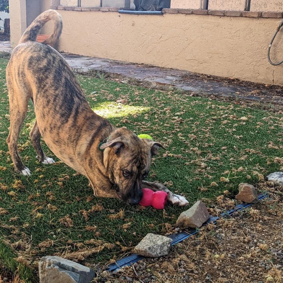 Huckleberry, a ADOPTABLE mixed breed in Chino valley, AZ image 2/5