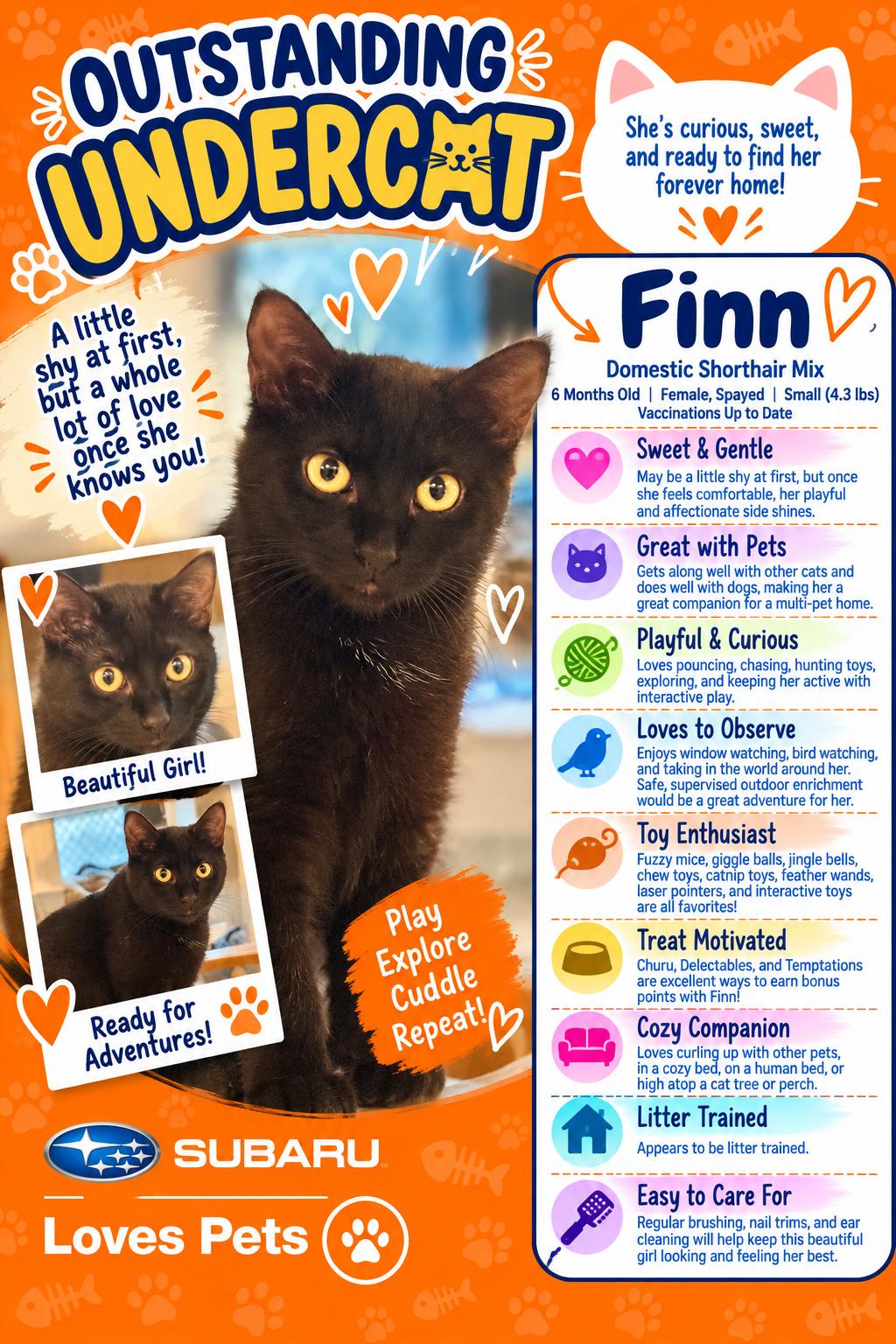 Finn, Adoptable, Kitten Female Domestic Short Hair.