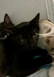 Enlarge Finn, a Adoptable Domestic Short Hair in Winter Haven, FL image 3/3