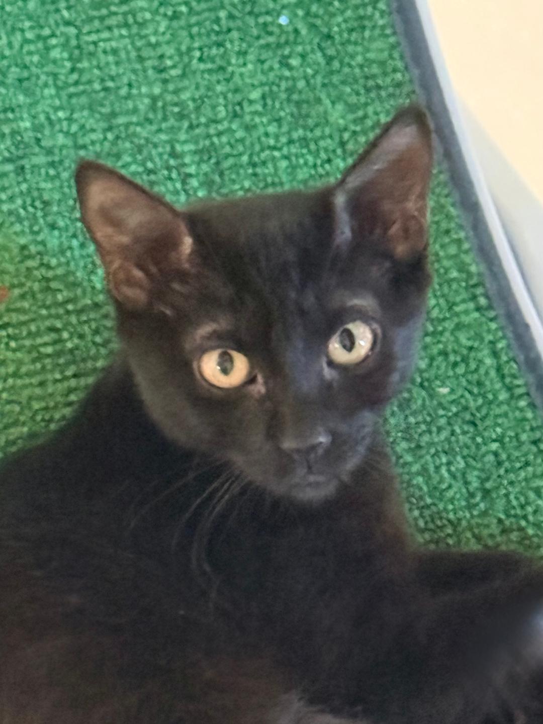Finn, Adoptable, Kitten Female Domestic Short Hair.