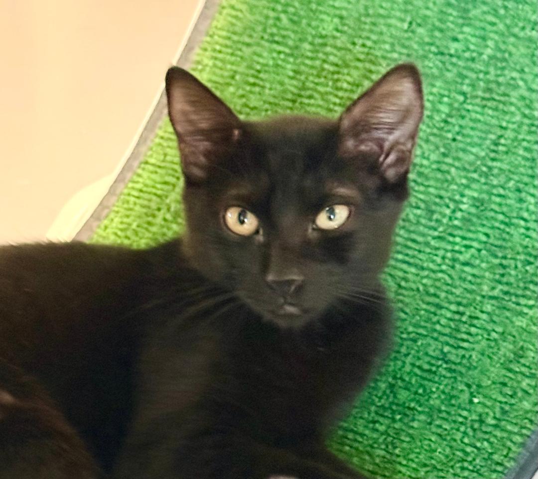 Enlarge Finn, a Adoptable Domestic Short Hair in Winter Haven, FL image 2/3
