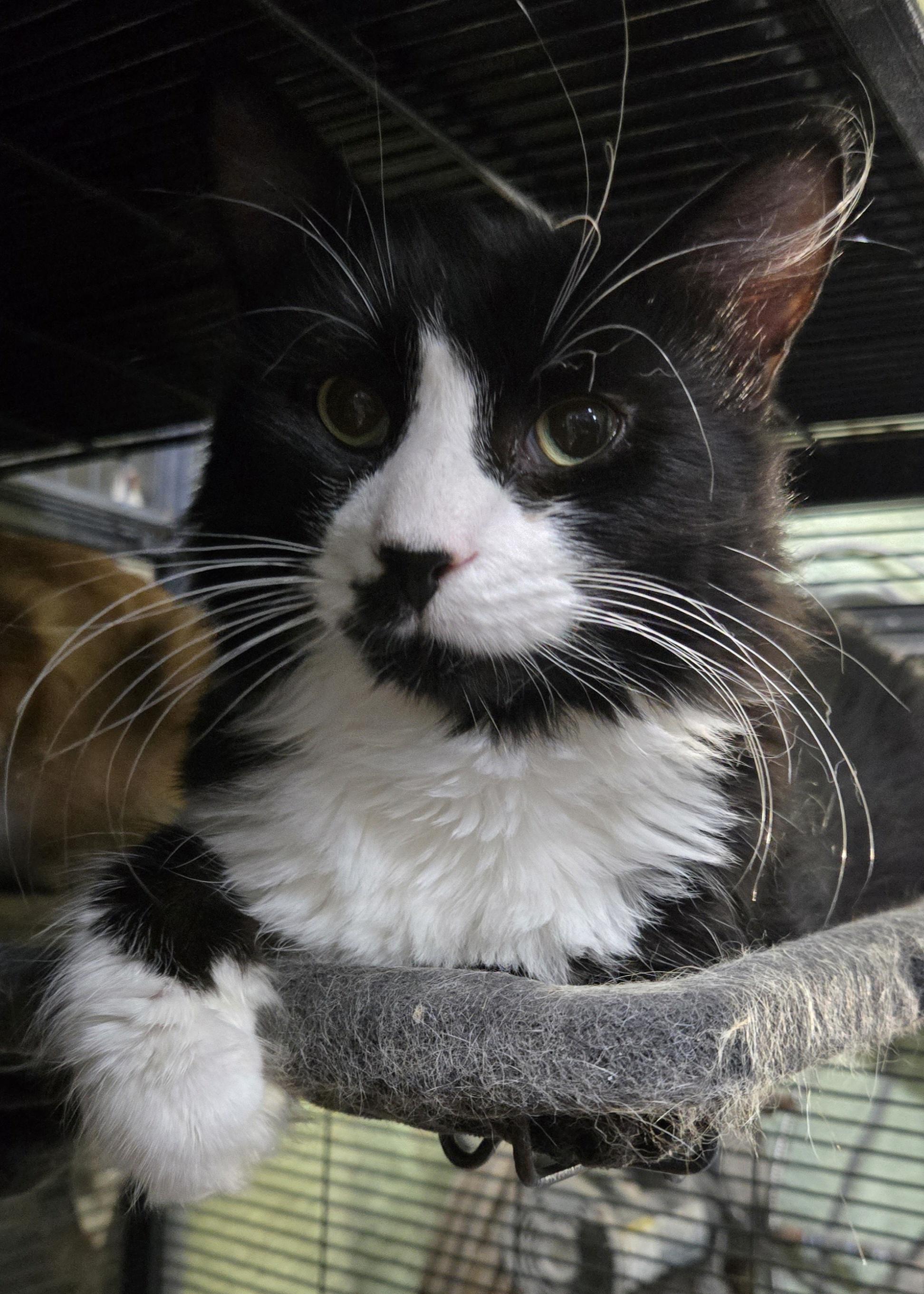 Enlarge JOEY, a Adoptable Domestic Long Hair in Tillsonburg, ON image 1/6