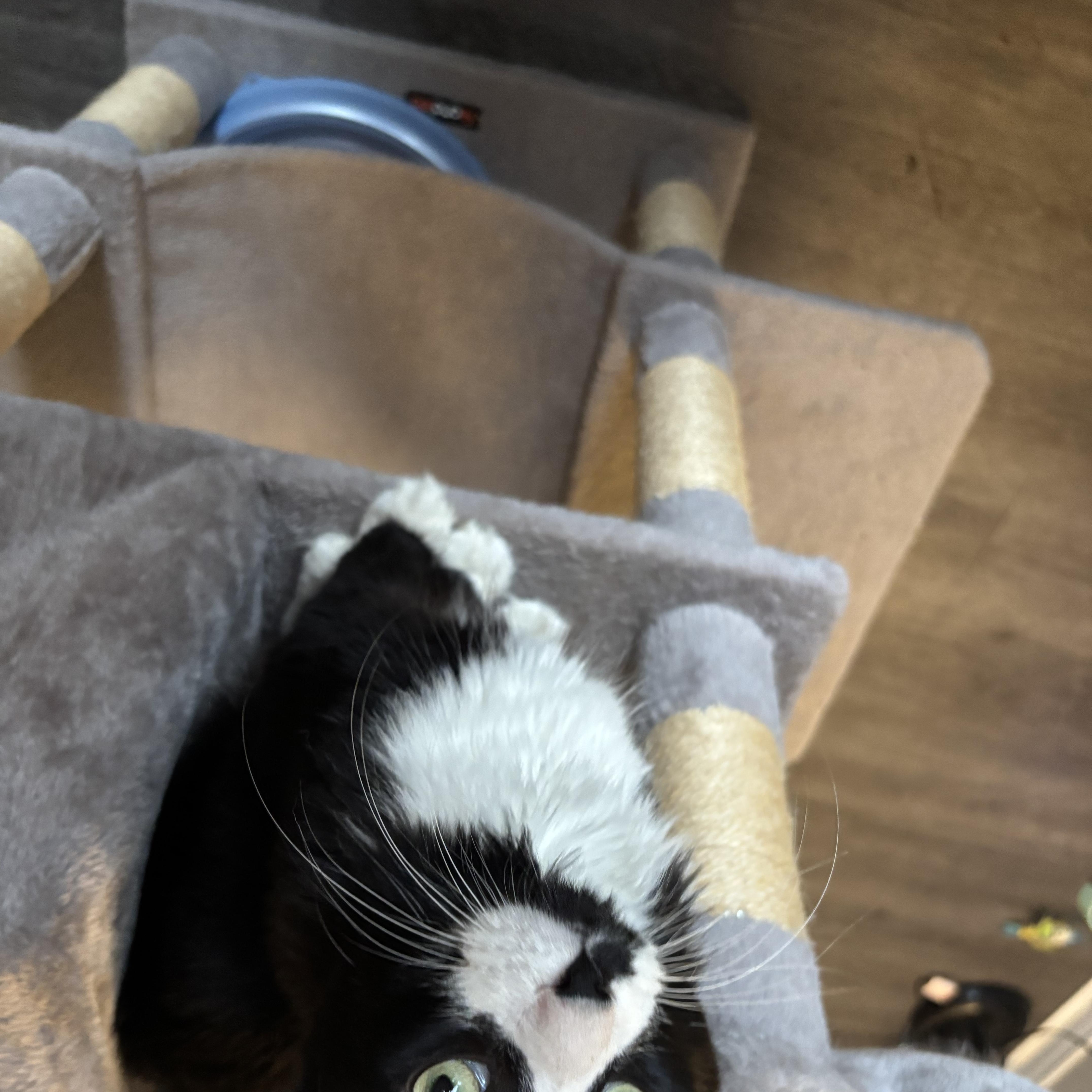 Enlarge JOEY, a Adoptable Domestic Long Hair in Tillsonburg, ON image 3/6