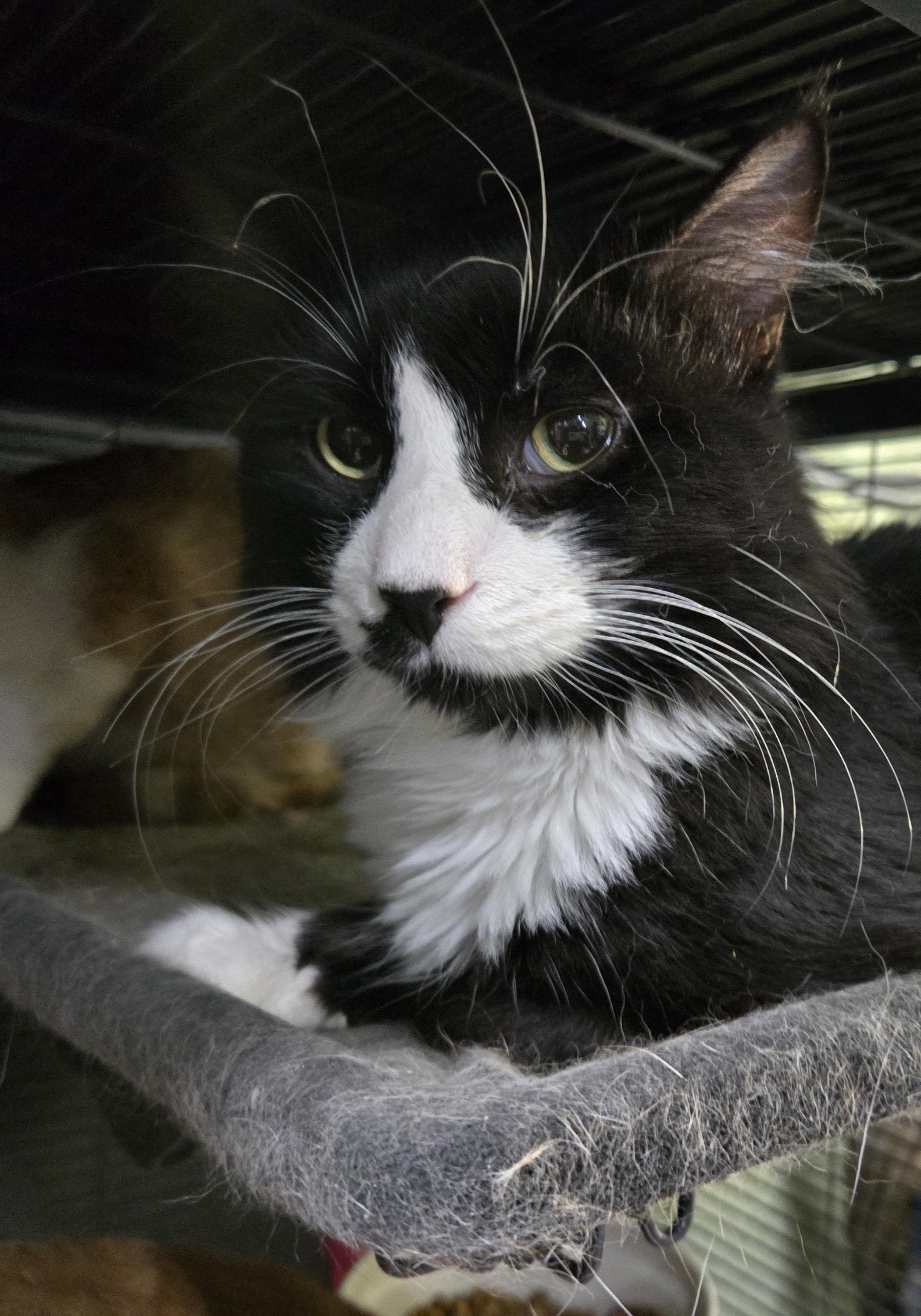Enlarge JOEY, a Adoptable Domestic Long Hair in Tillsonburg, ON image 2/6