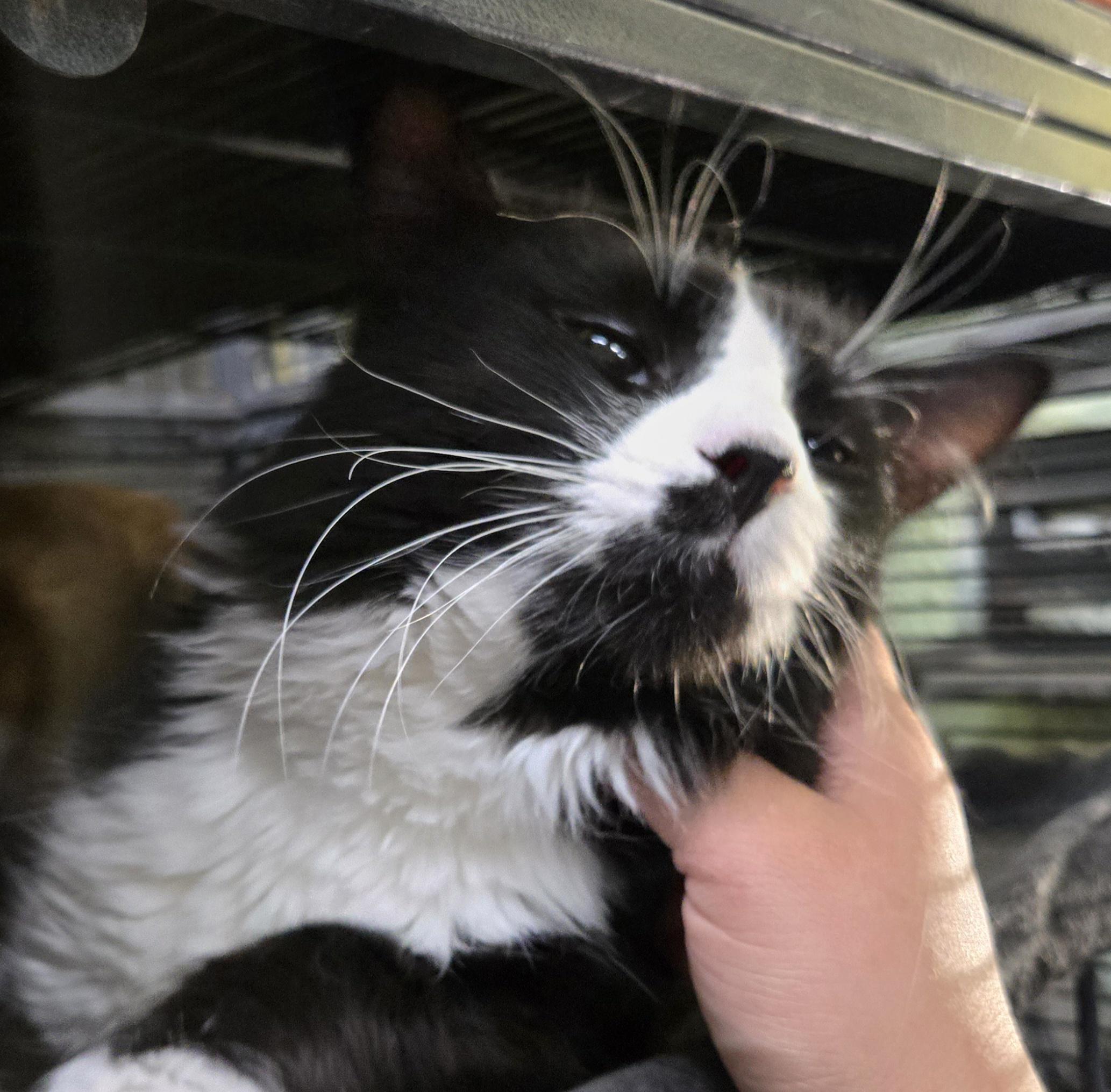 Enlarge JOEY, a Adoptable Domestic Long Hair in Tillsonburg, ON image 4/6