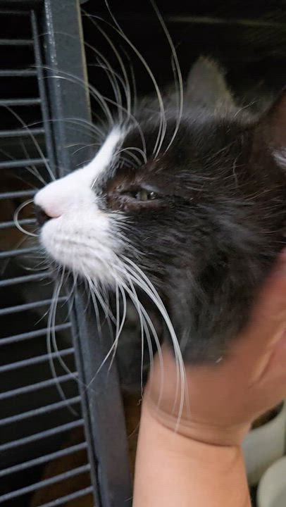 Enlarge JOEY, a Adoptable Domestic Long Hair in Tillsonburg, ON video 6/6