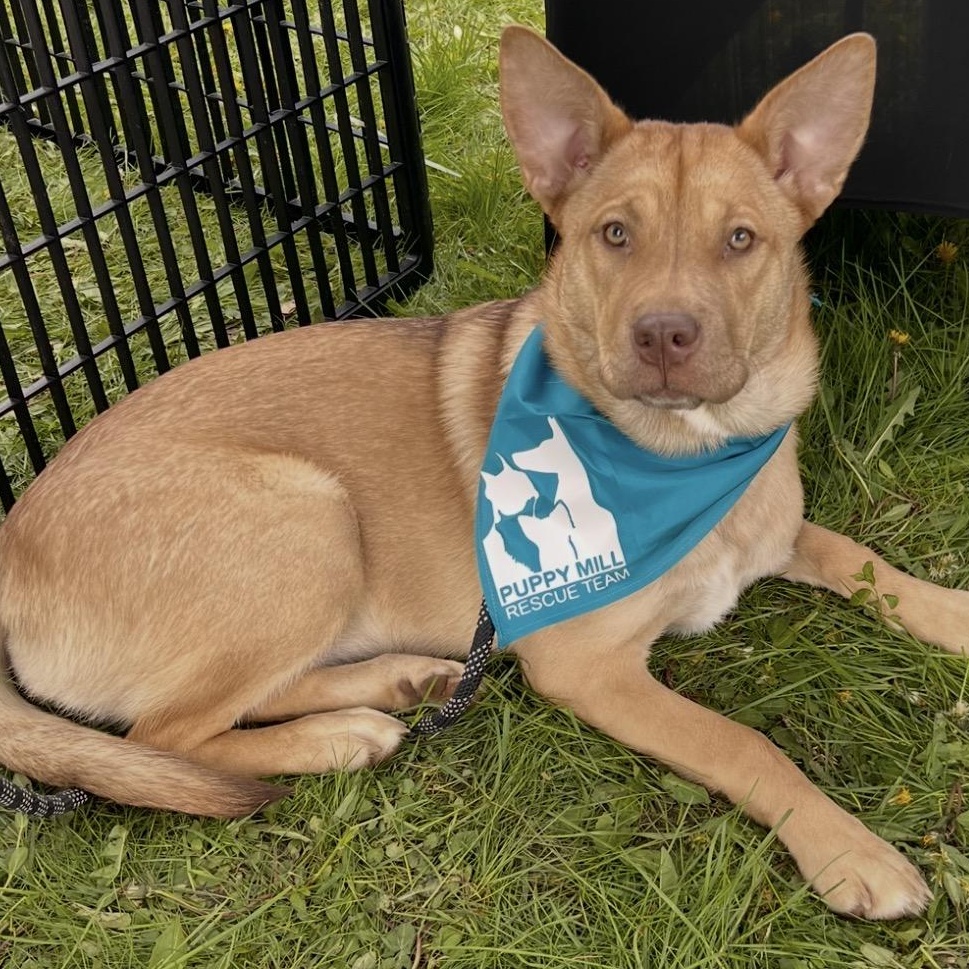 Shirley, a Adoptable mixed breed in Buffalo, NY image 2/6