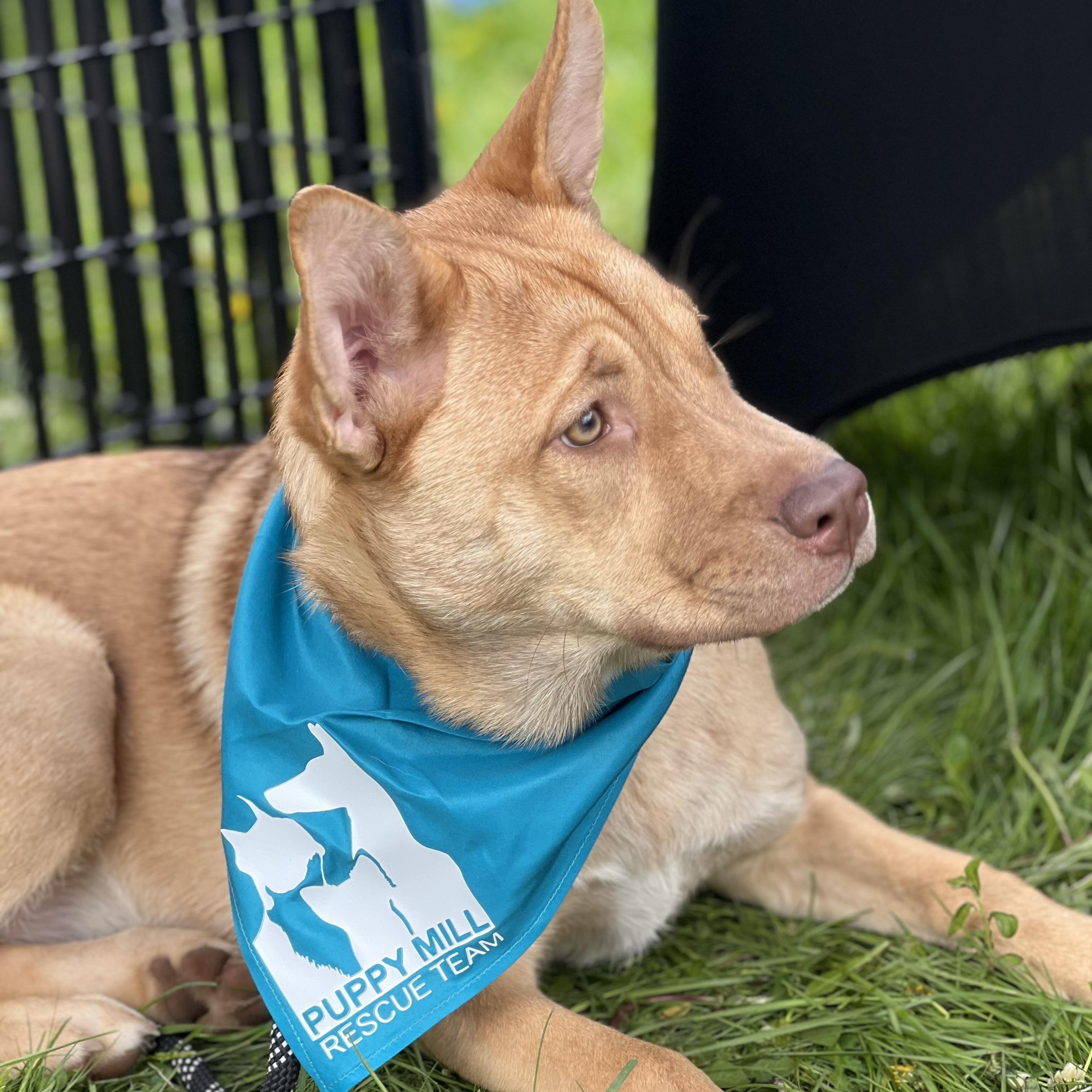Shirley, a Adoptable mixed breed in Buffalo, NY image 4/6