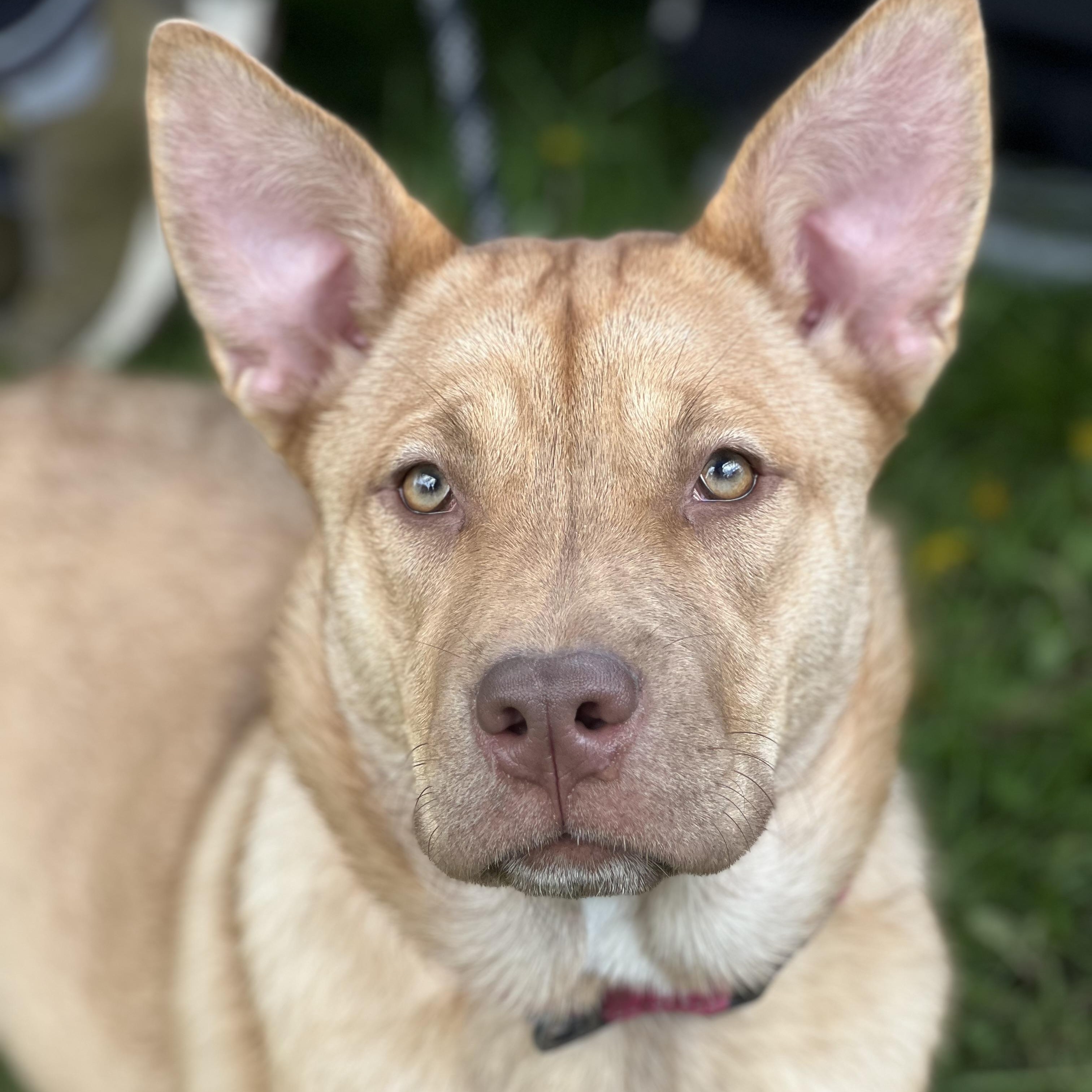 Shirley, Adoptable, Puppy Female Cane Corso & Alaskan Malamute.
