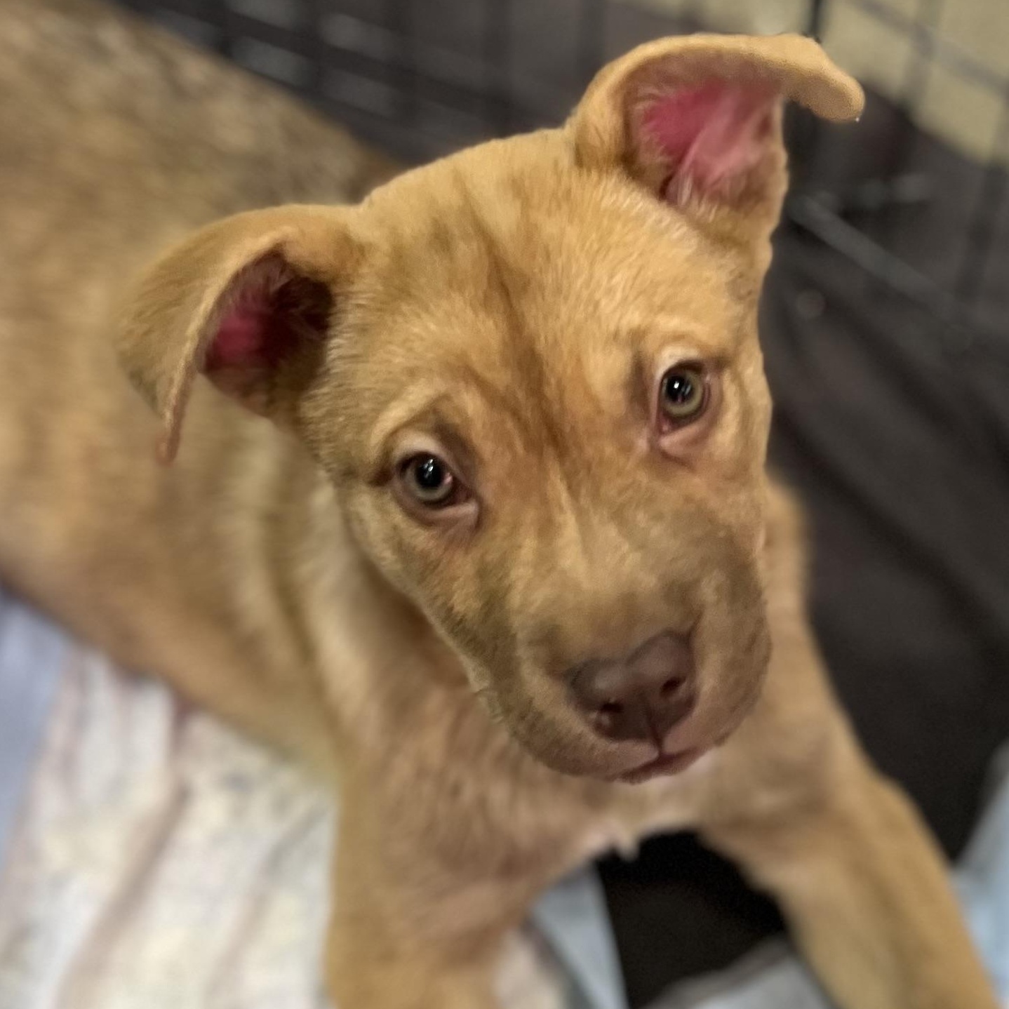 Shirley, a Adoptable mixed breed image 5/6