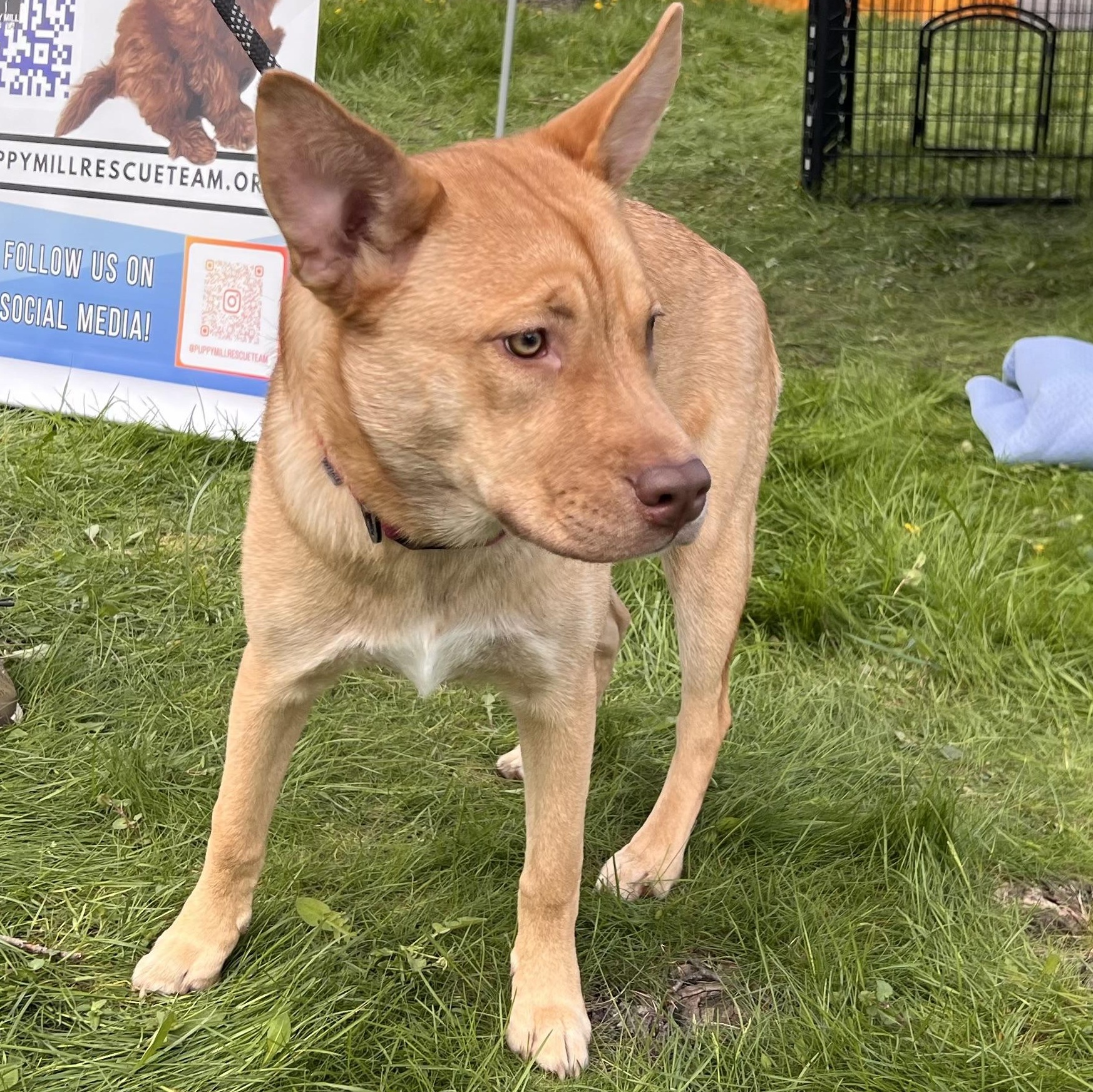 Shirley, a Adoptable mixed breed in Buffalo, NY image 6/6