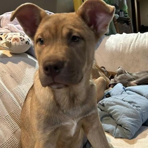 Shirley, Adoptable, Puppy Female Husky & Pit Bull Terrier.