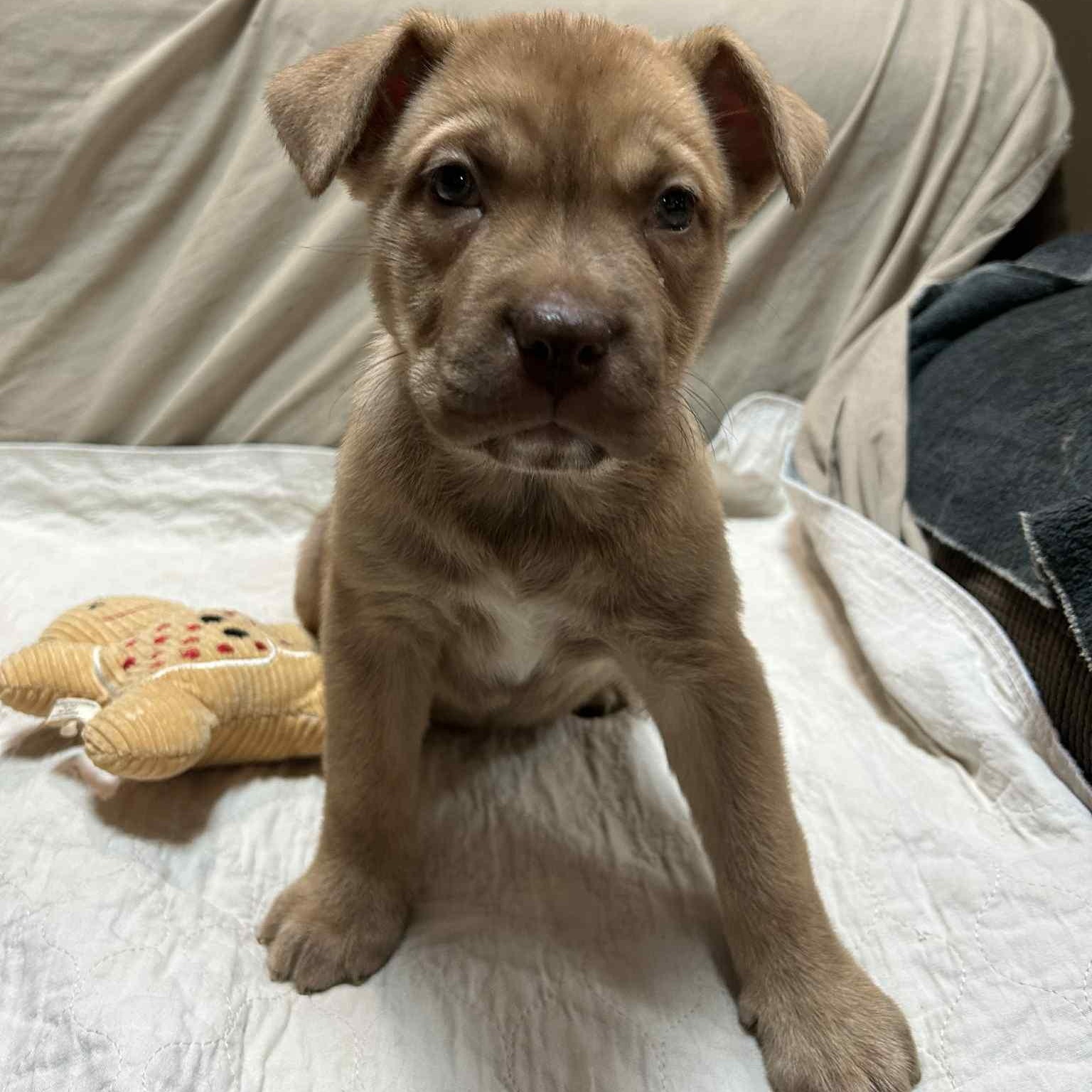 Shirley, a Adoptable mixed breed image 3/6