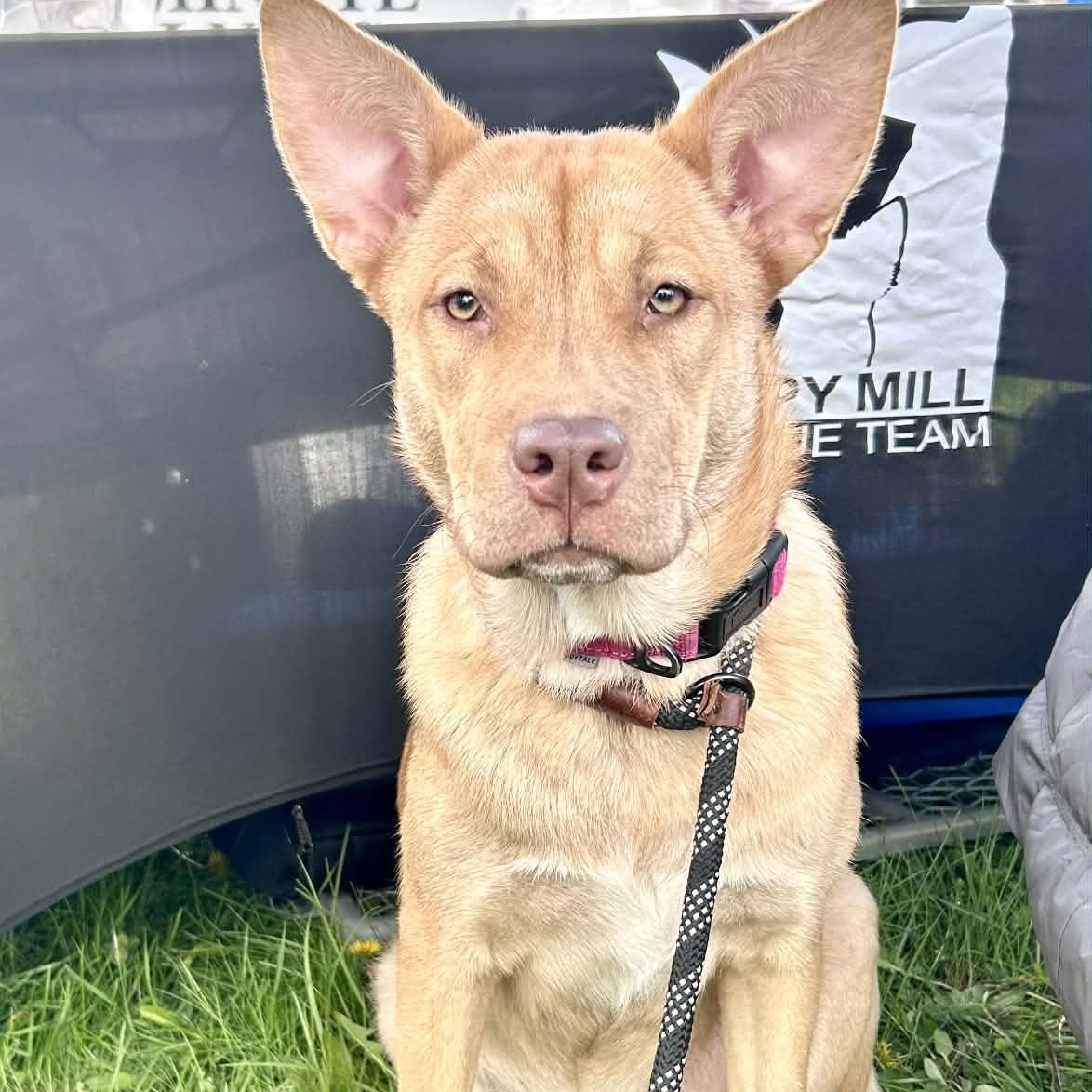 Shirley, a Adoptable mixed breed in Buffalo, NY image 3/6