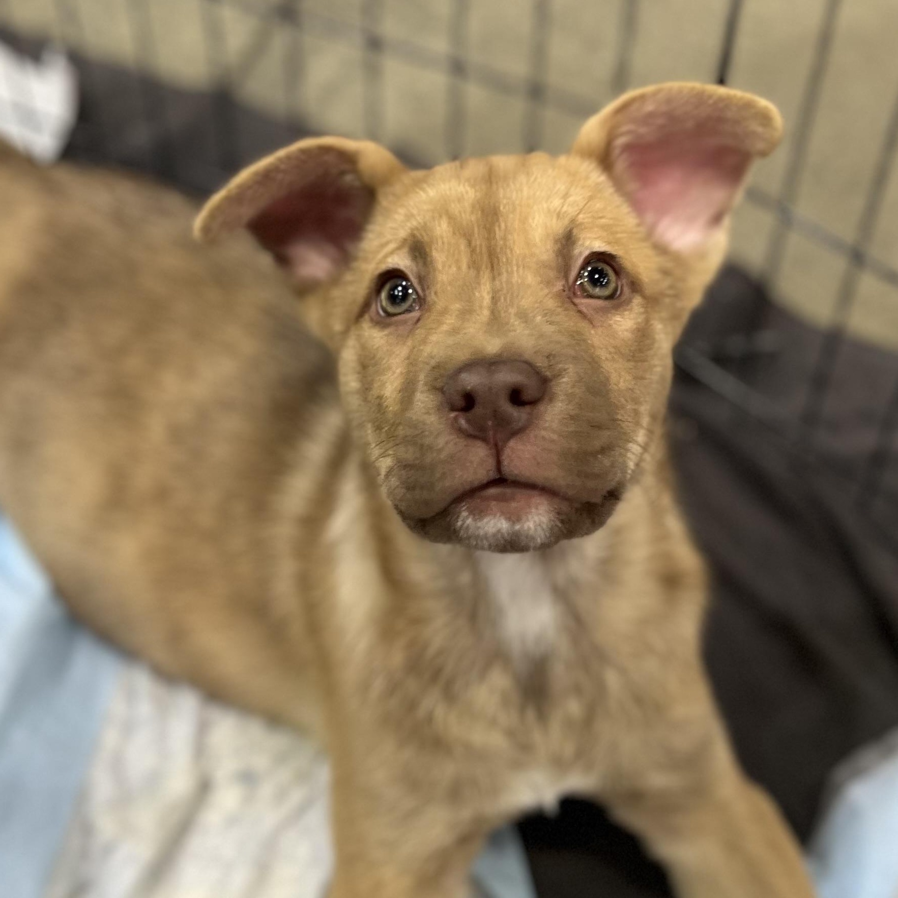 Shirley, Adoptable, Puppy Female Husky & Pit Bull Terrier.