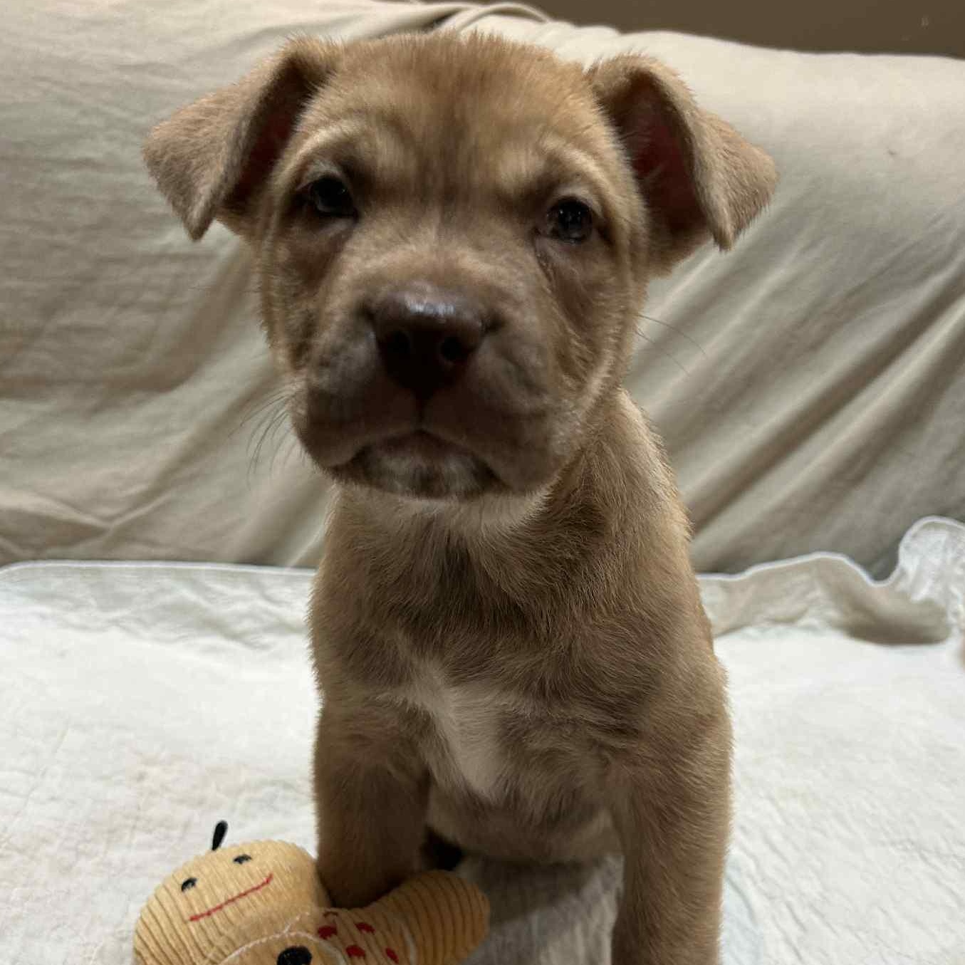 Shirley, a Adoptable mixed breed image 2/6