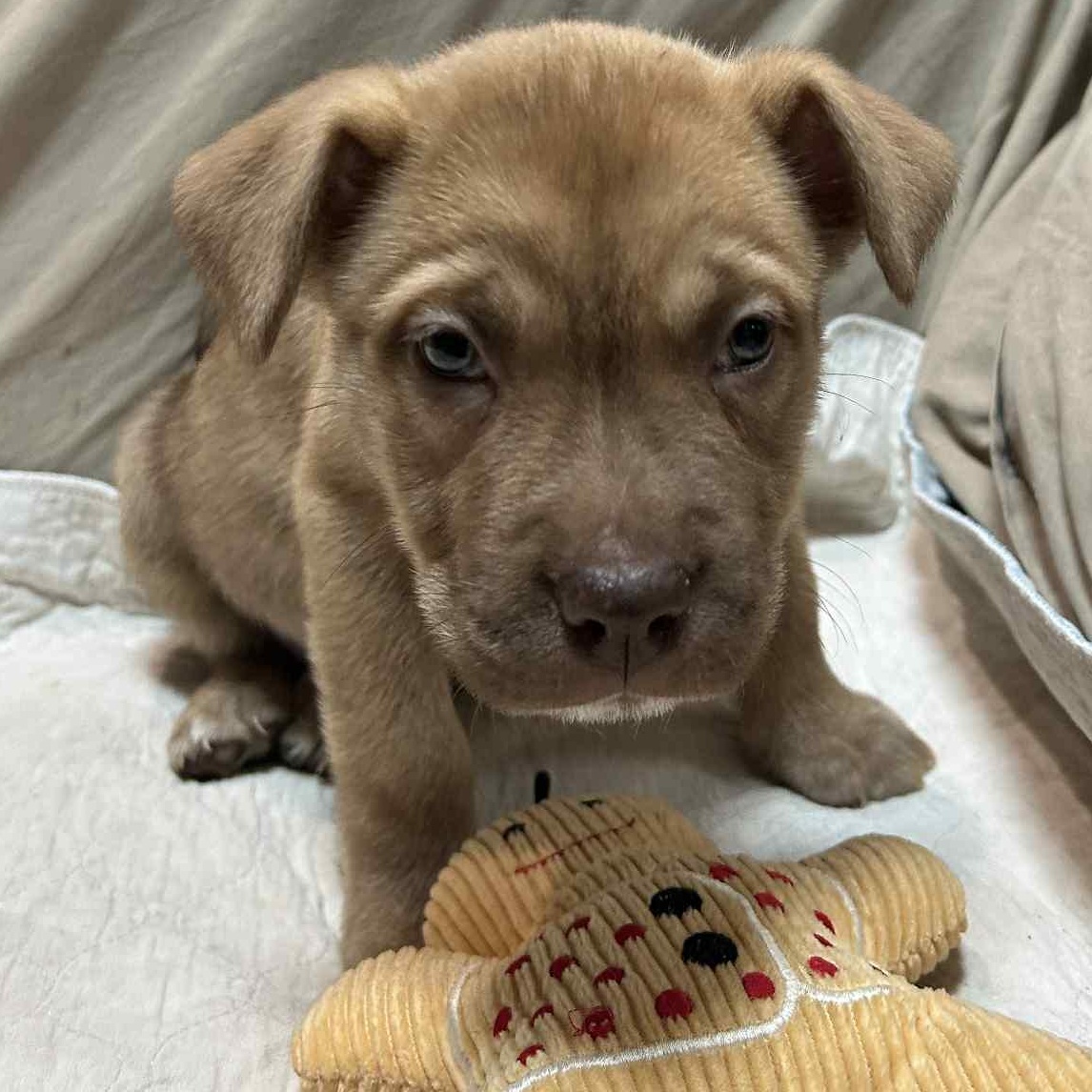 Shirley, a Adoptable mixed breed image 4/6