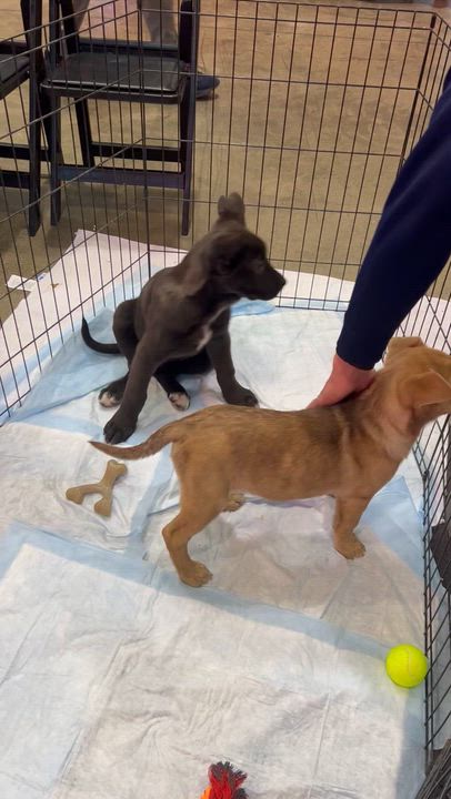 Enlarge Shirley, a Adoptable mixed breed in Buffalo, NY video 6/6