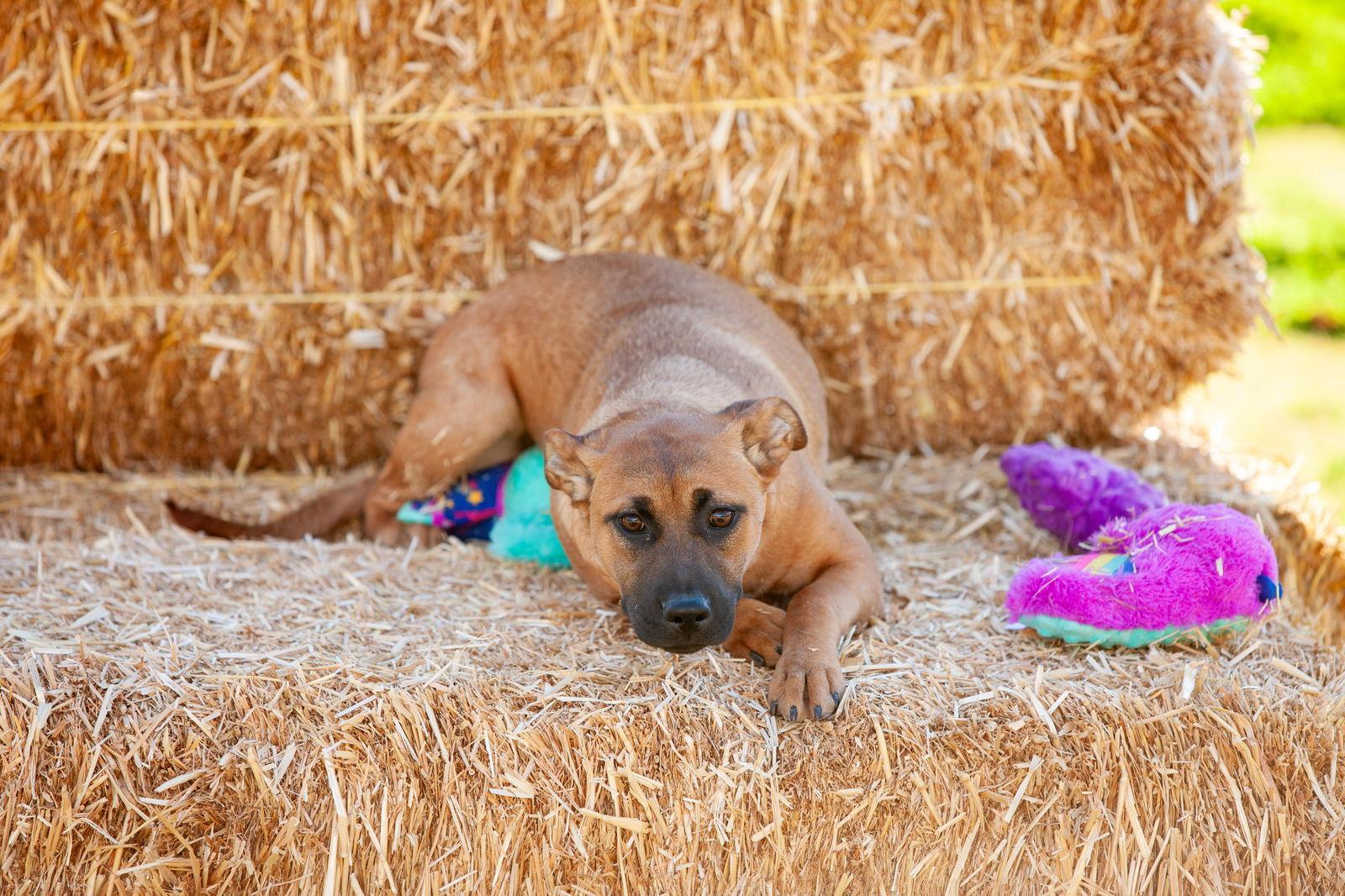 Charlie, Adoptable, Puppy Male German Shepherd Dog.