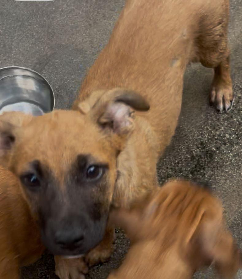 Charlie, Adoptable, Puppy Male German Shepherd Dog.