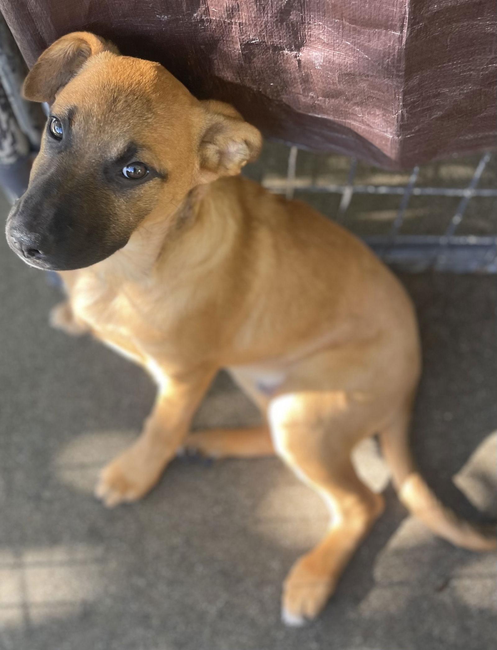 Enlarge Charlie, a Adoptable mixed breed in Rancho Cucamonga, CA image 2/2