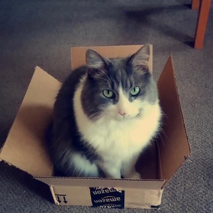 Allie, a Adoptable Domestic Medium Hair in Toronto, ON image 4/4