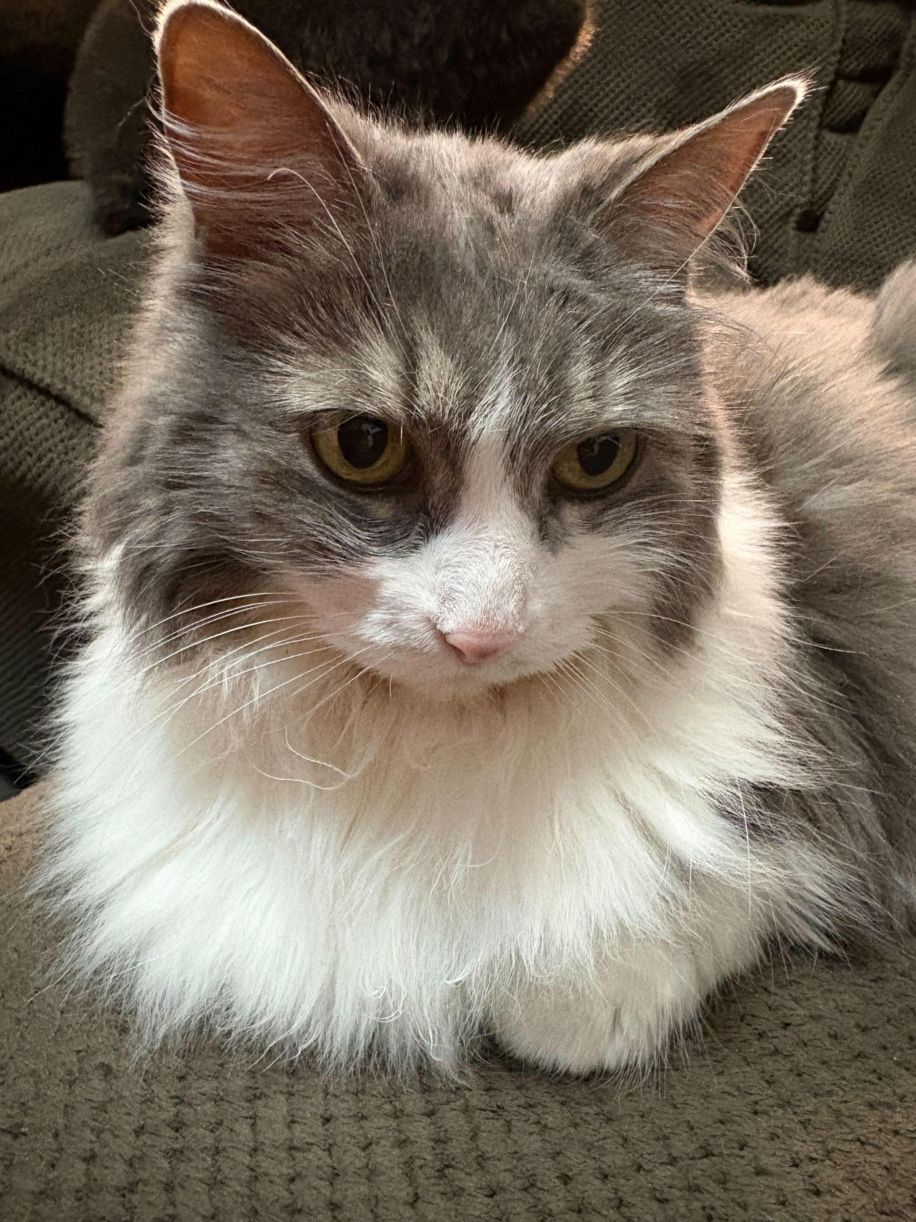 Allie, a Adoptable Domestic Medium Hair in Toronto, ON image 3/4