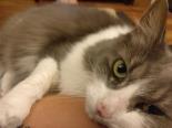 Allie, a Adoptable Domestic Medium Hair in Toronto, ON image 1/4