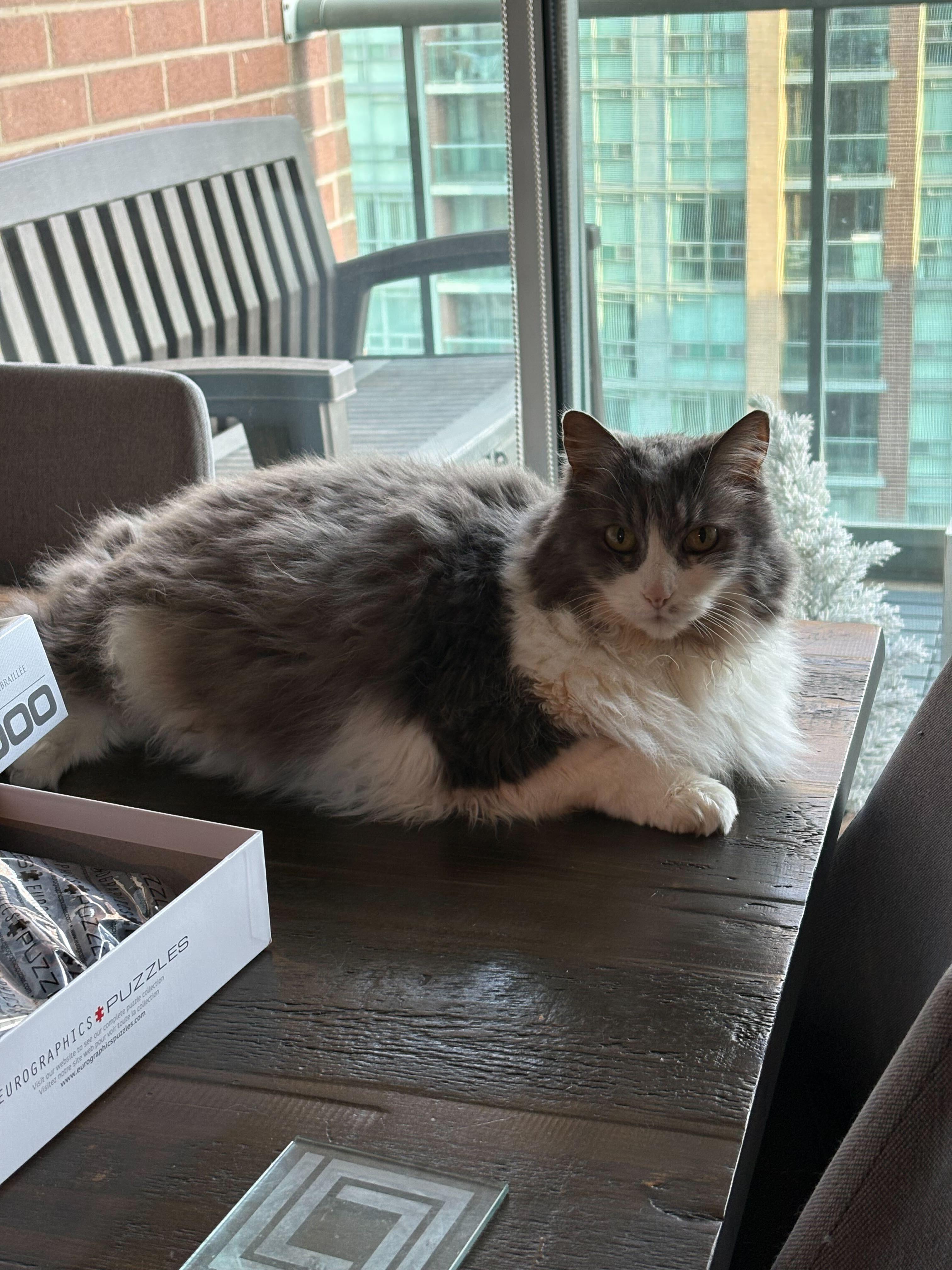 Allie, a Adoptable Domestic Medium Hair in Toronto, ON image 2/4