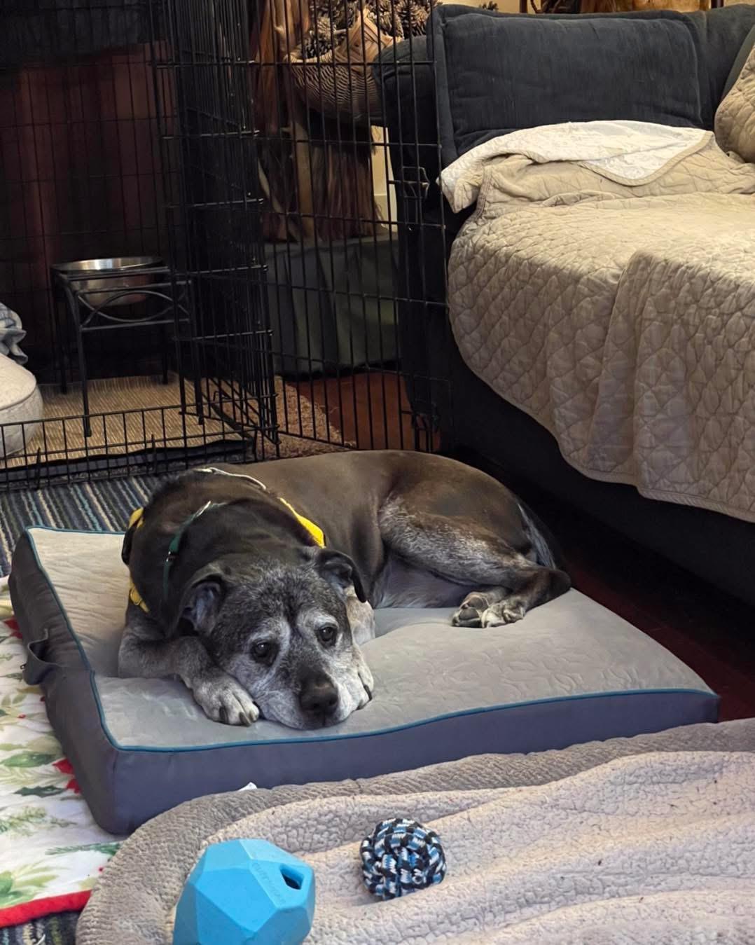 Enlarge Blu, a Adoptable mixed breed in Parkton, MD image 5/6