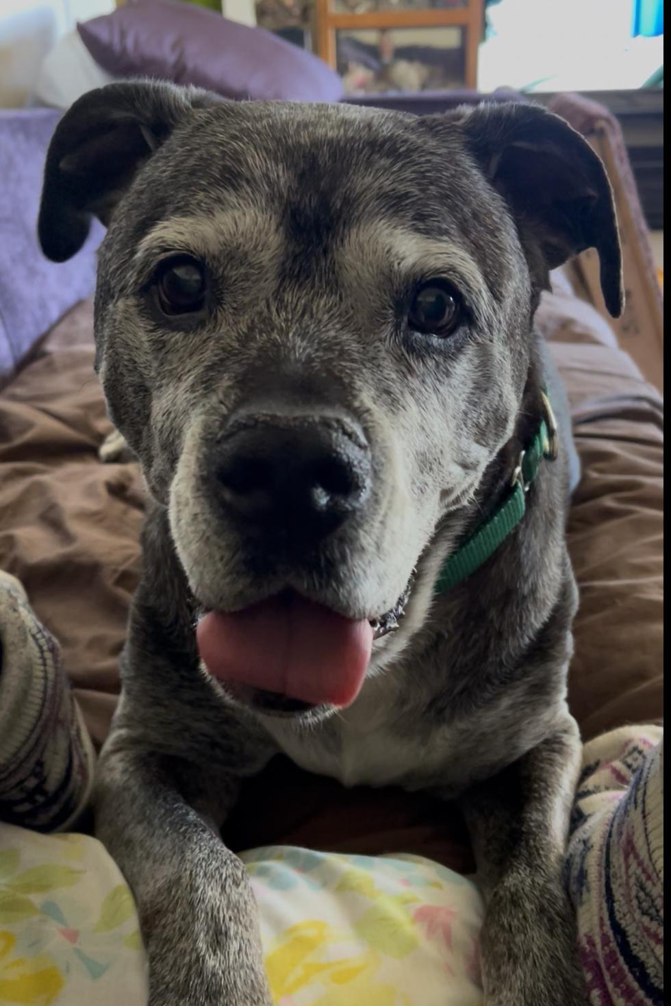 Blu, Adoptable, Senior Male American Bulldog & Mastiff.