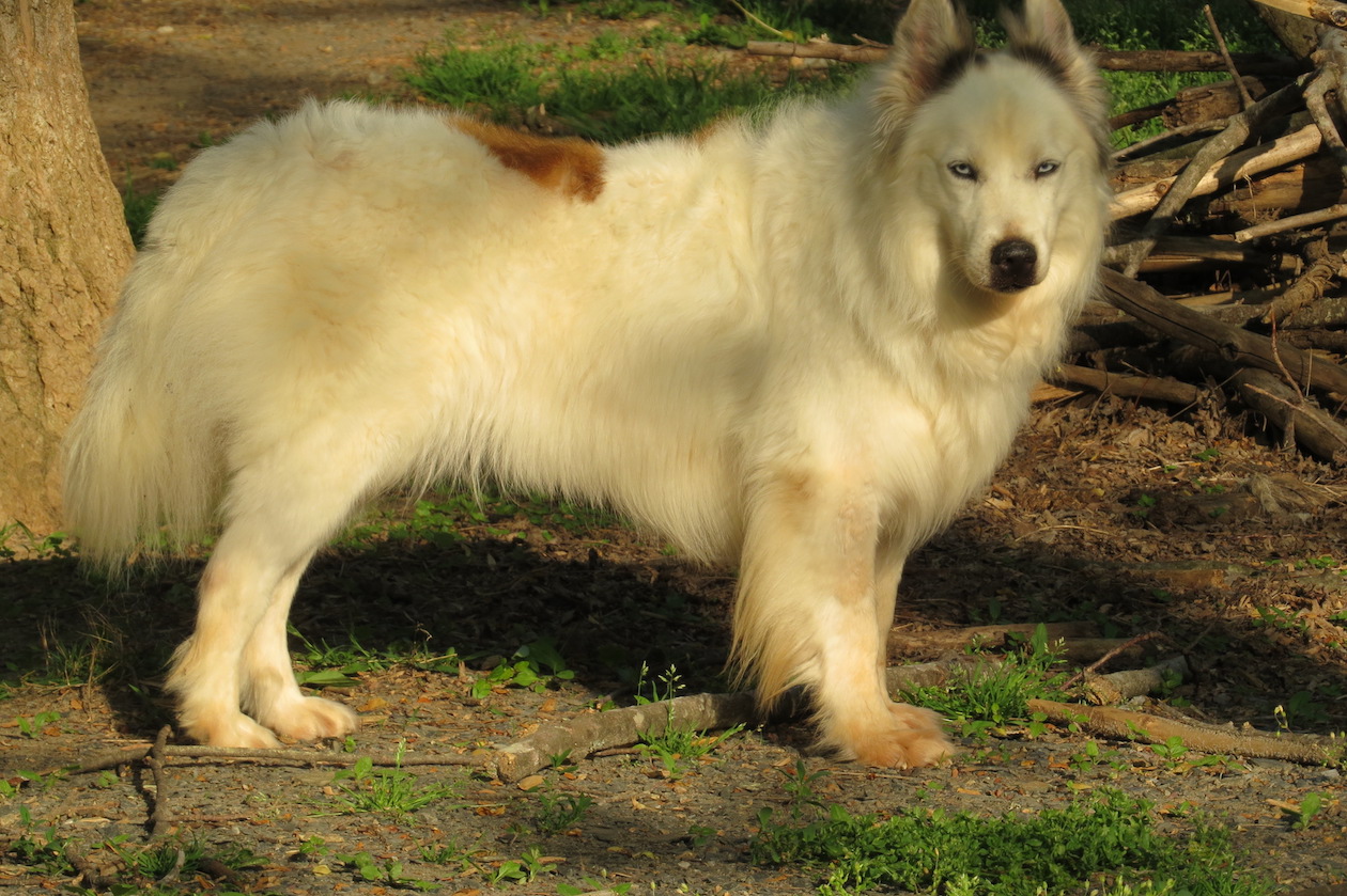 Enlarge Molly, an adopted mixed breed in Gum Spring, VA image 1/4