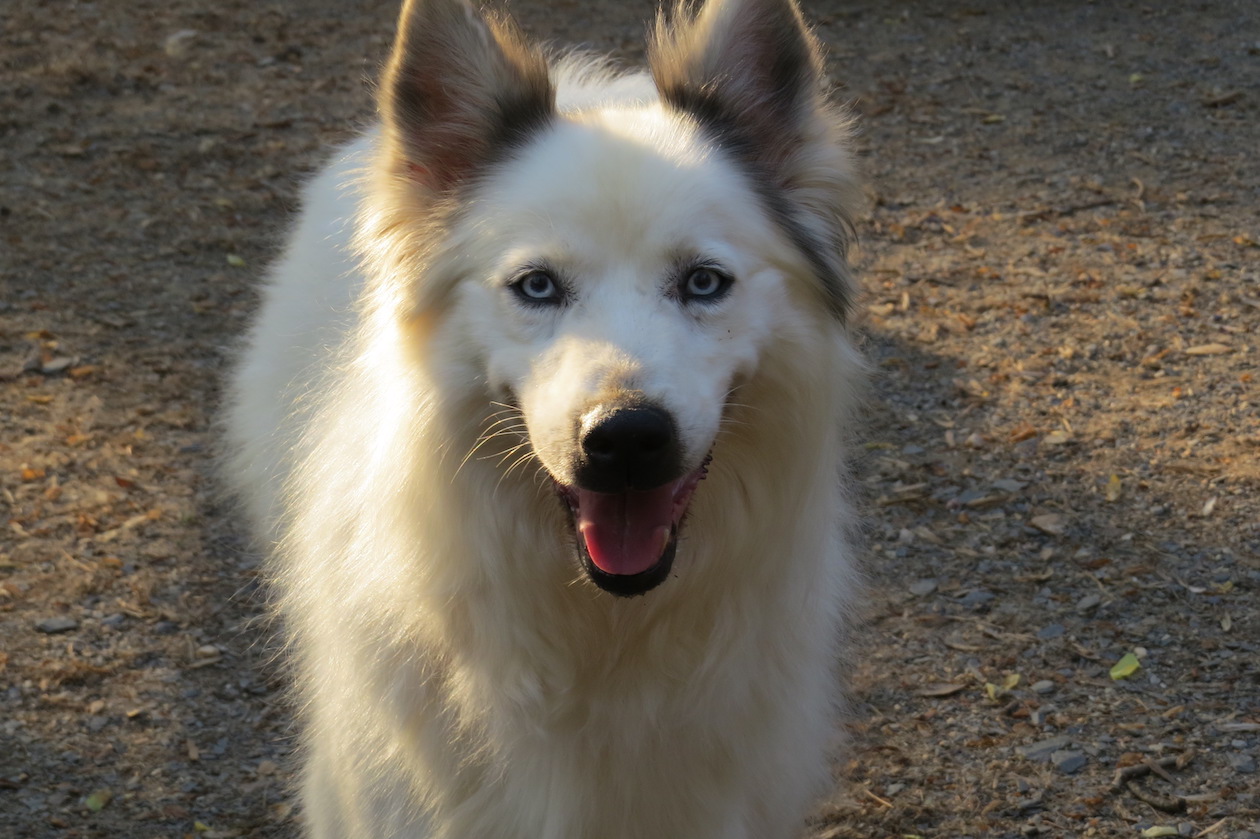 Enlarge Molly, an adopted mixed breed in Gum Spring, VA image 2/4
