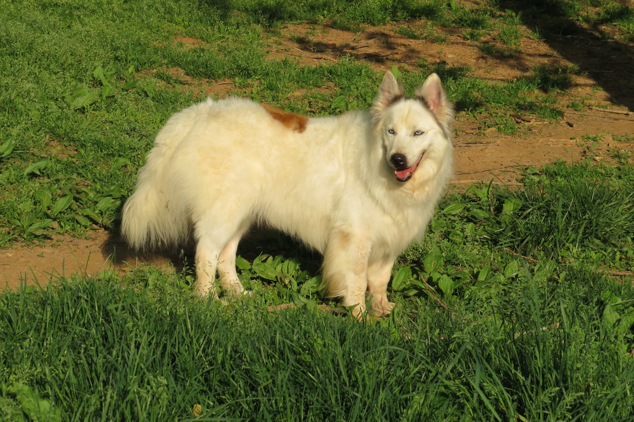 Enlarge Molly, an adopted mixed breed in Gum Spring, VA image 3/4