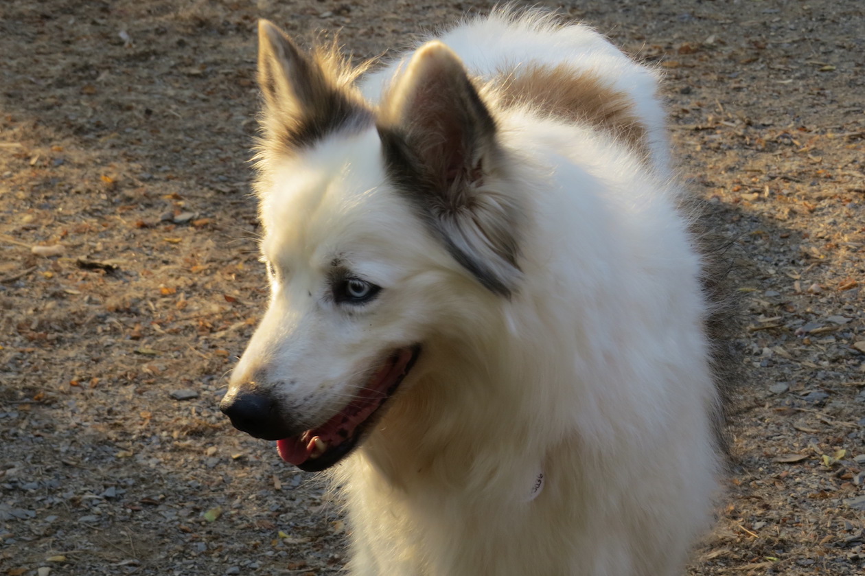 Enlarge Molly, an adopted mixed breed in Gum Spring, VA image 4/4