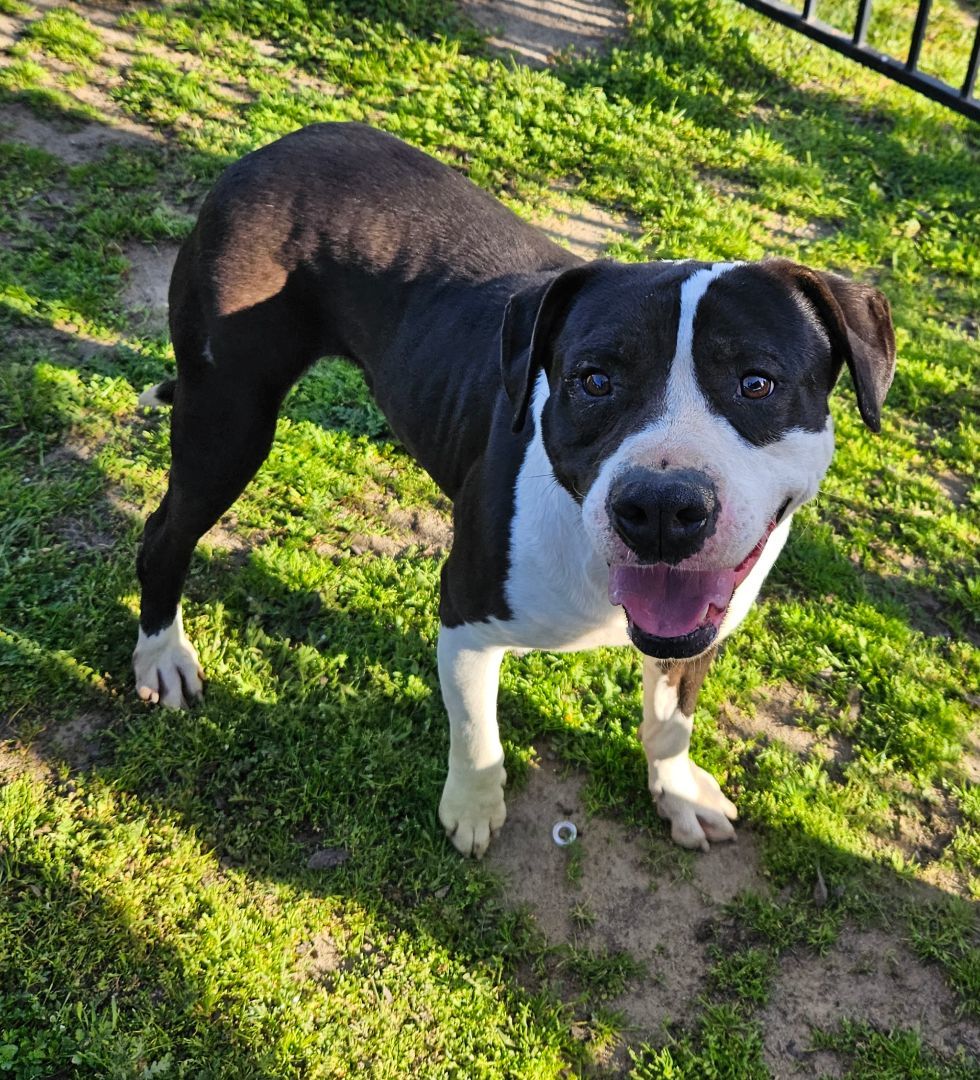 Enlarge Stark, a Adoptable mixed breed in Selma, CA image 1/11