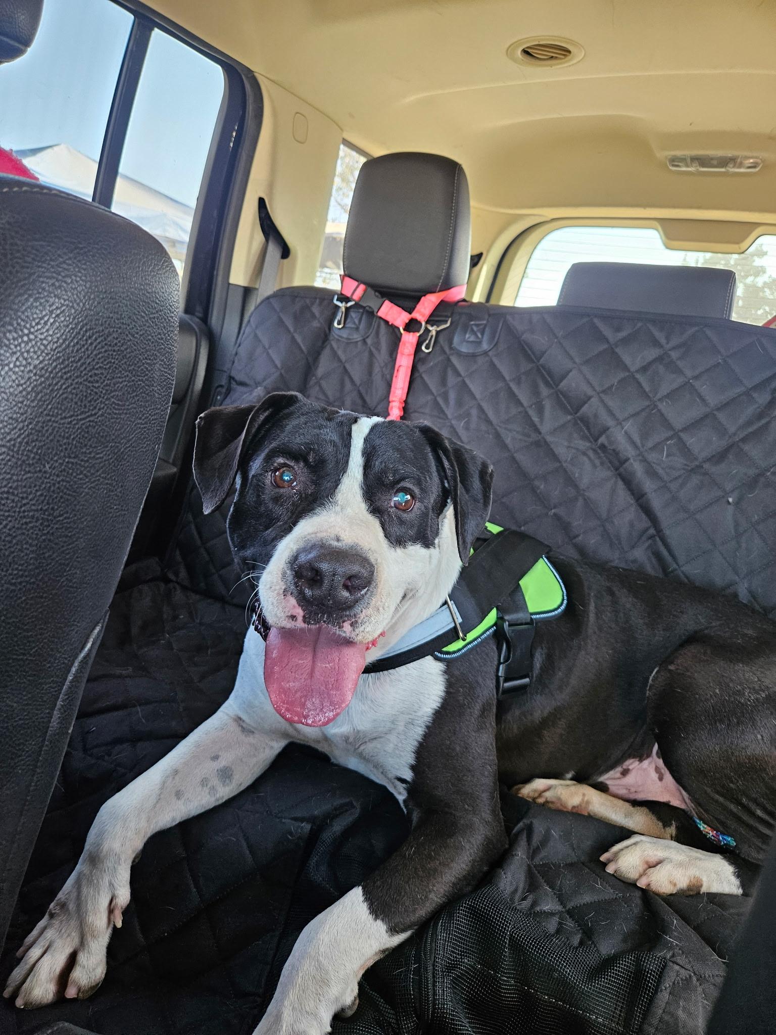 Enlarge Stark, a Adoptable mixed breed in Selma, CA image 6/6