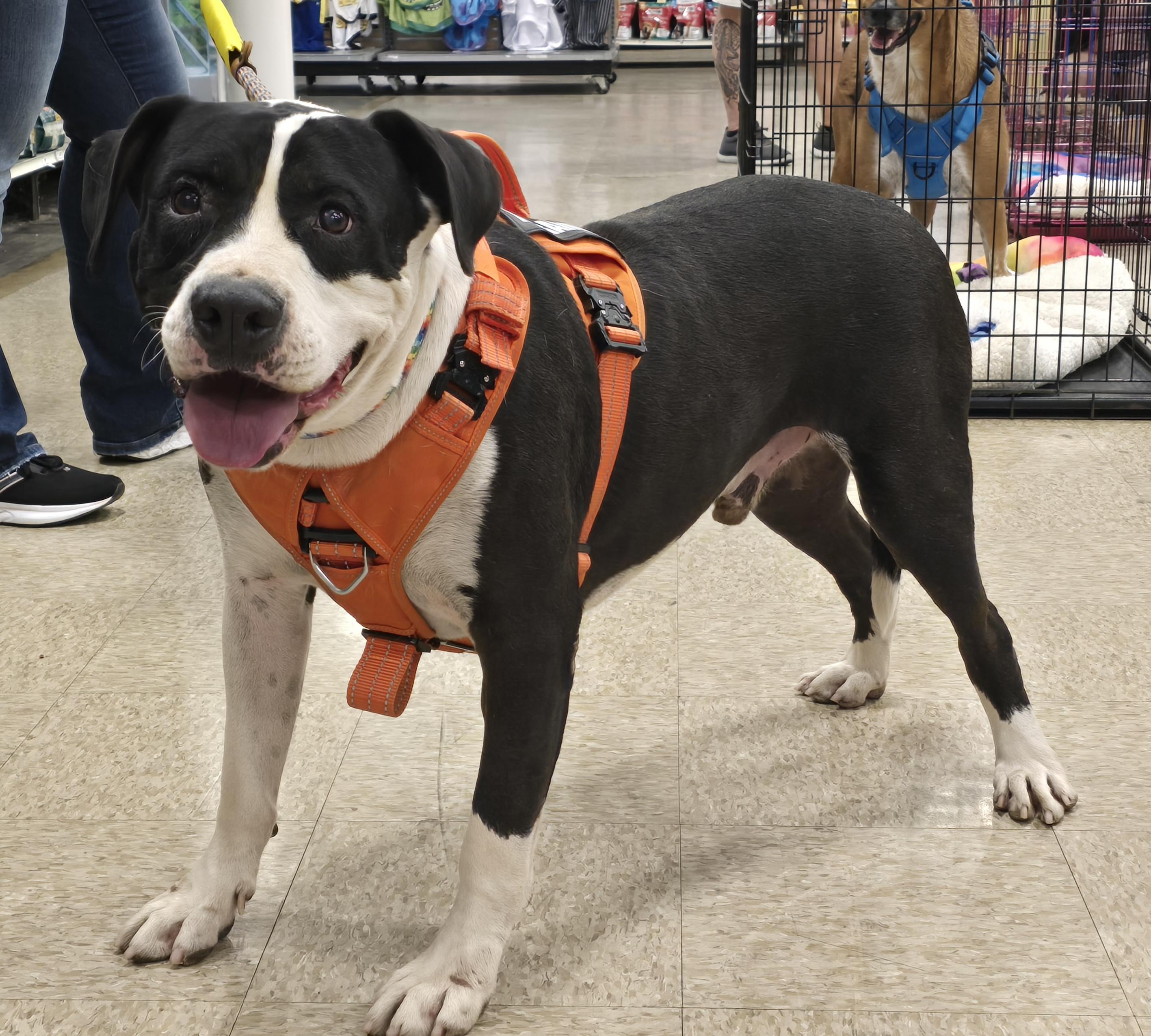 Enlarge Stark, a Adoptable mixed breed in Selma, CA image 5/6