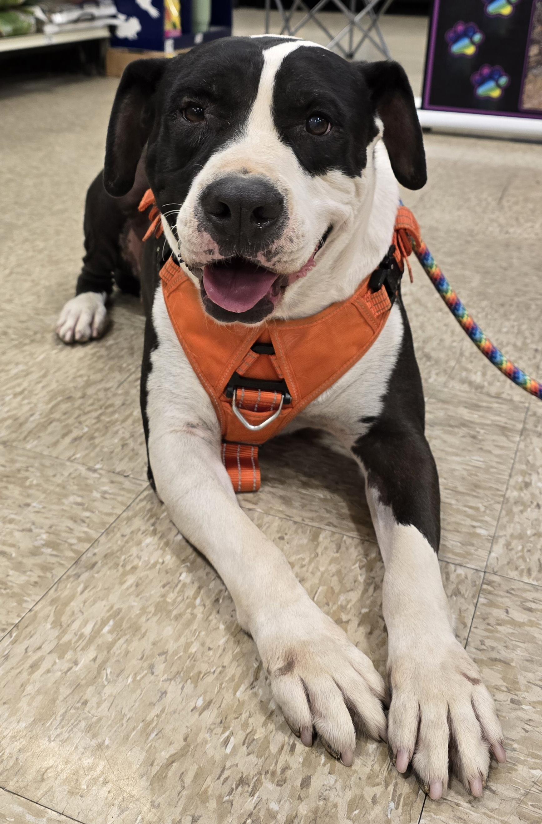 Enlarge Stark, a Adoptable mixed breed in Selma, CA image 1/6