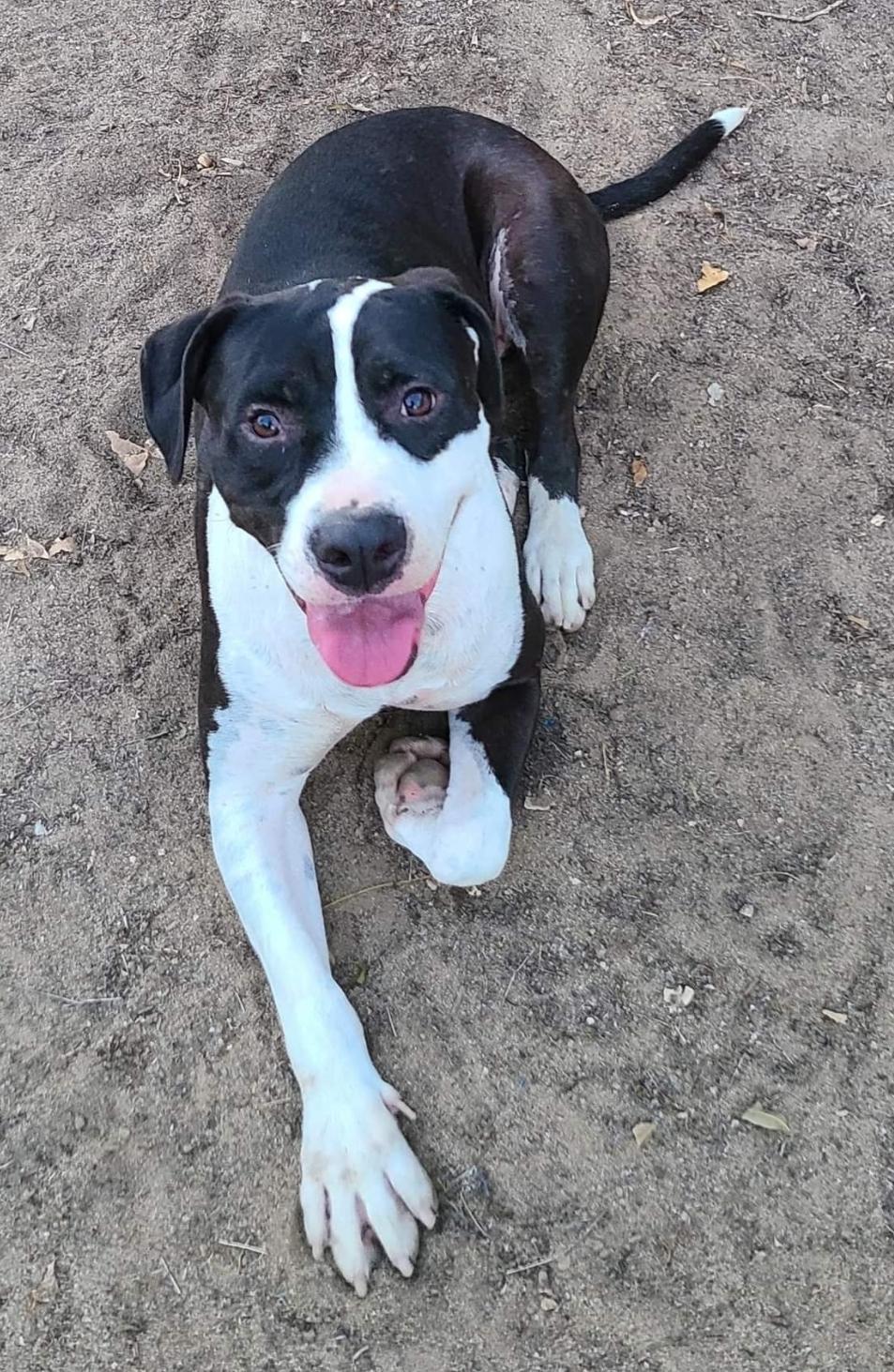 Enlarge Stark, a Adoptable mixed breed in Selma, CA image 6/6