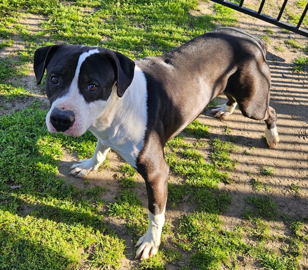 Enlarge Stark, a Adoptable mixed breed in Selma, CA image 5/11