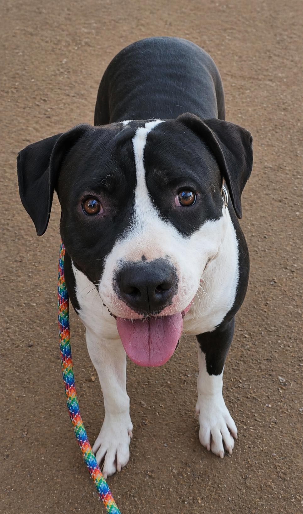 Stark, Adoptable, Senior Male American Staffordshire Terrier & Pit Bull Terrier.