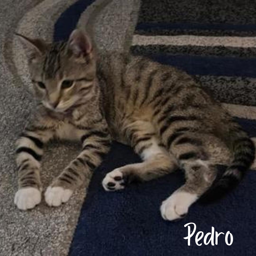 Pedro, adopted, Young Male Domestic Short Hair.