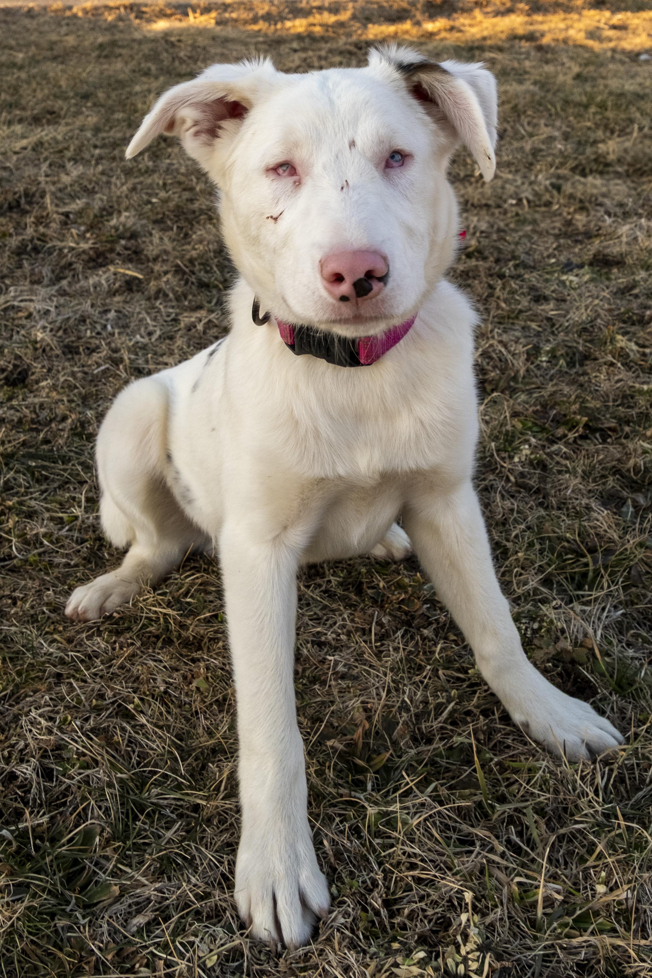 Enlarge Timber, a Adoptable mixed breed in Muncie, IN image 2/4