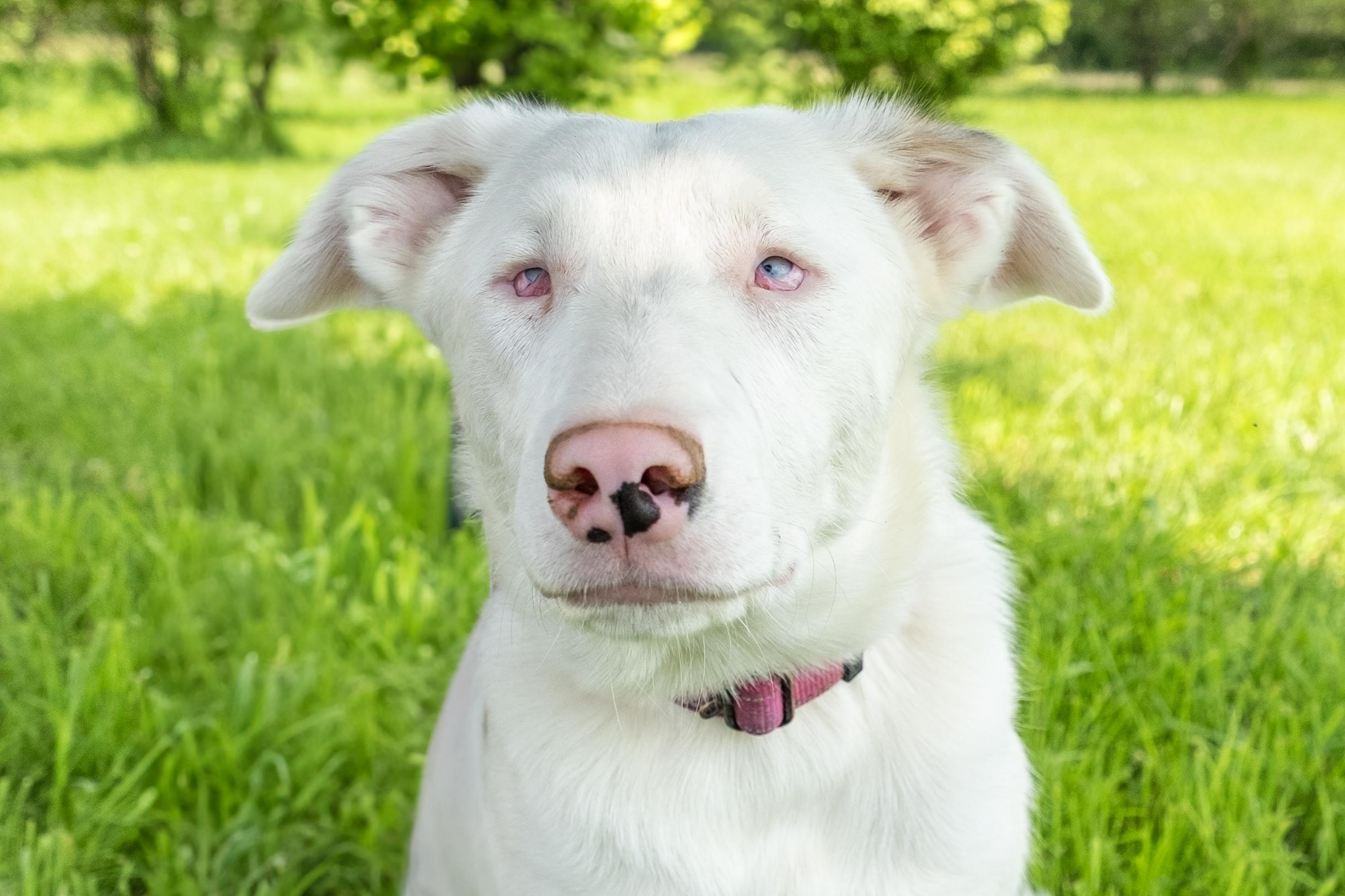 Timber, a Adoptable mixed breed in Muncie, IN image 3/3