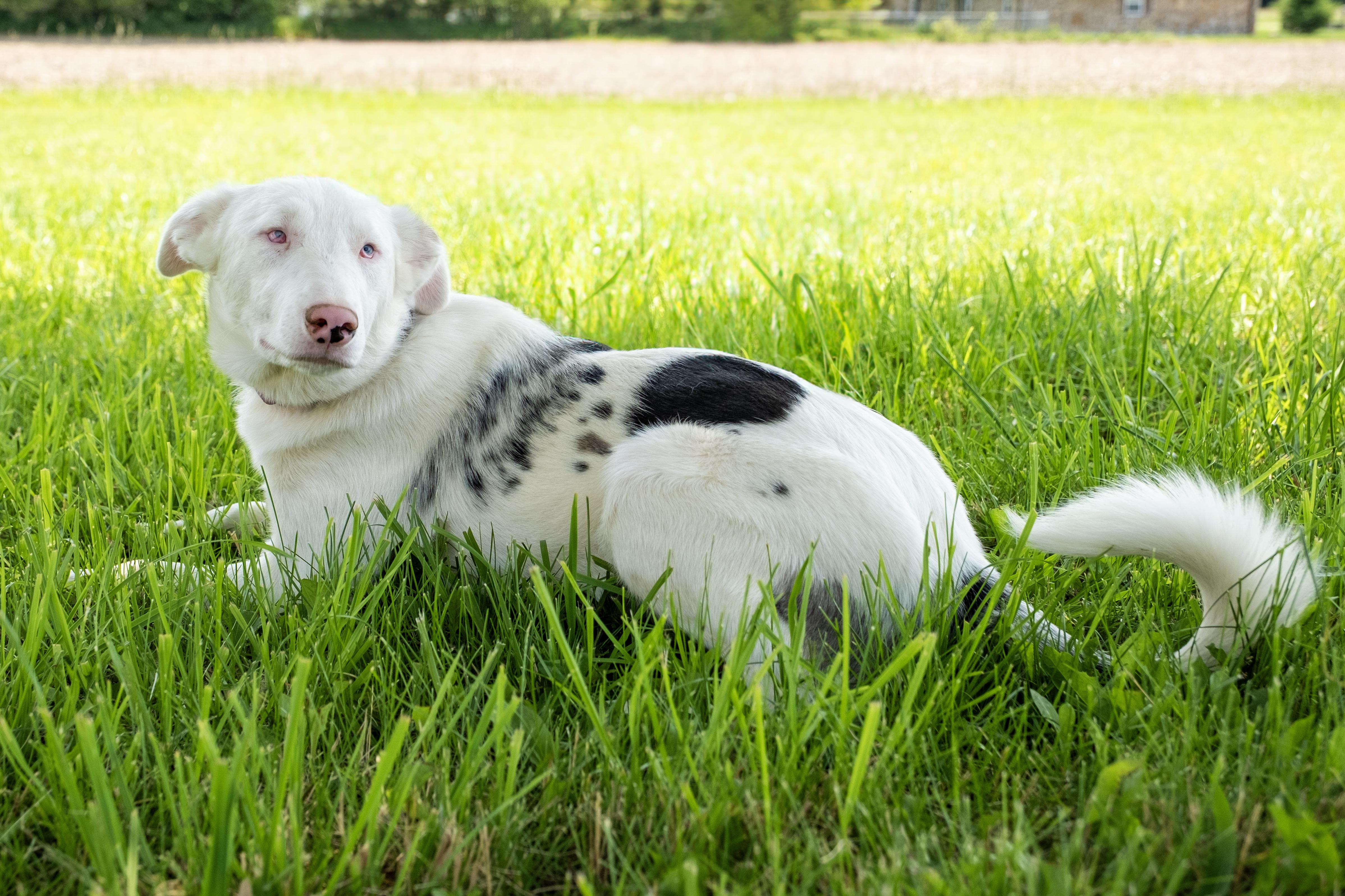 Timber, a Adoptable mixed breed in Muncie, IN image 1/3