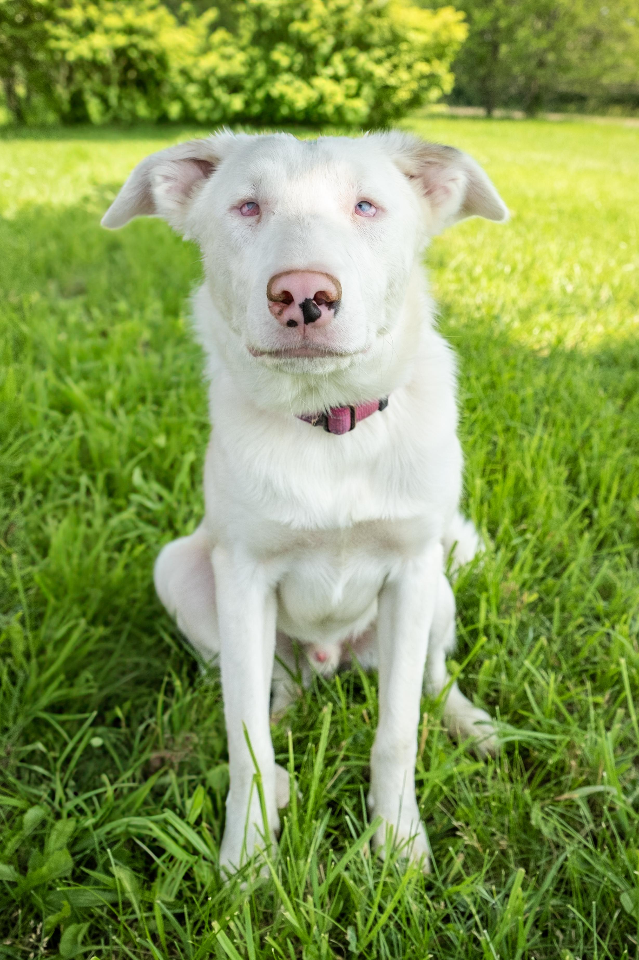 Timber, a Adoptable mixed breed in Muncie, IN image 2/3