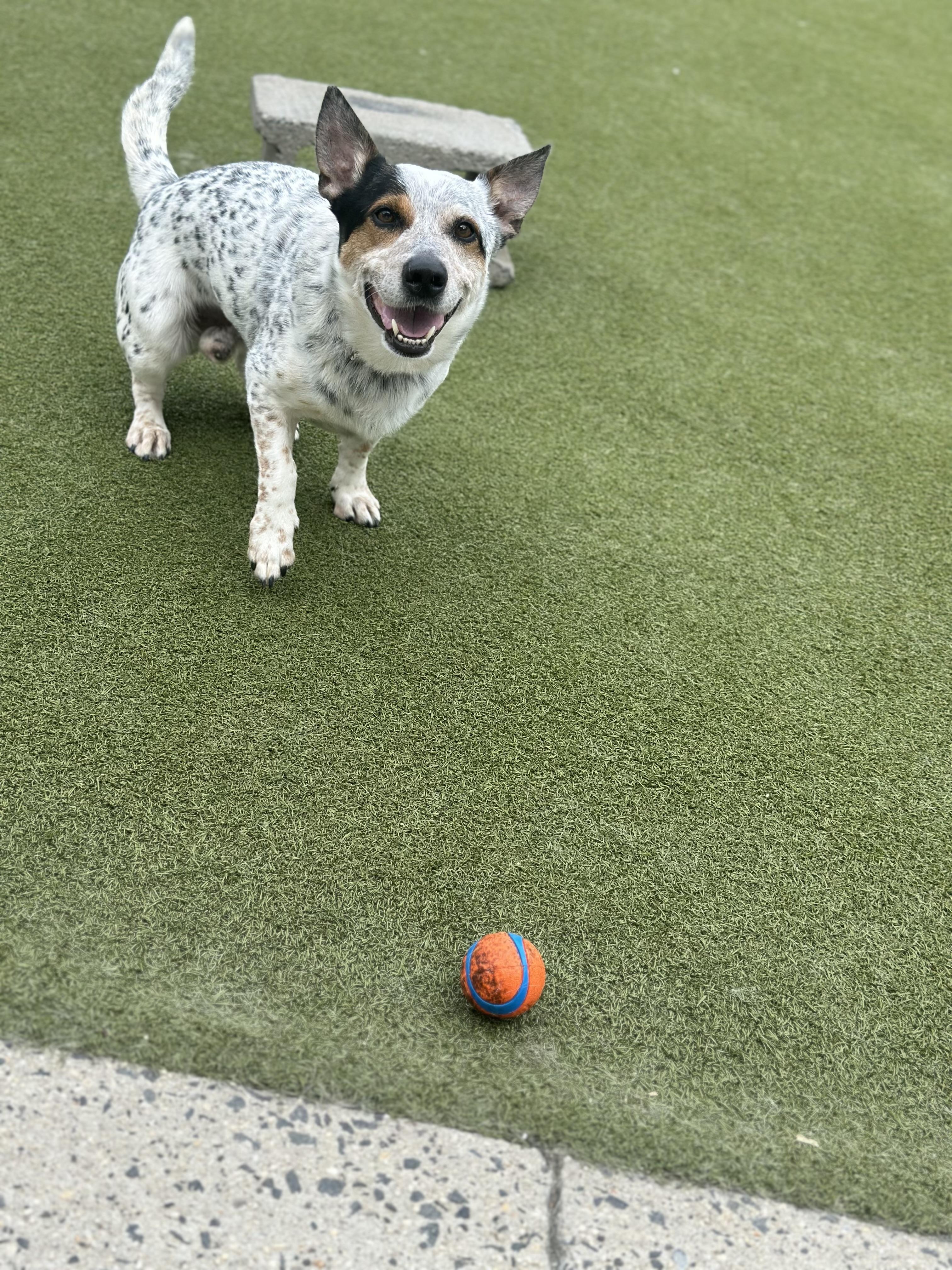 Killian, a Adopted mixed breed in Fresh Meadows, NY image 1/5