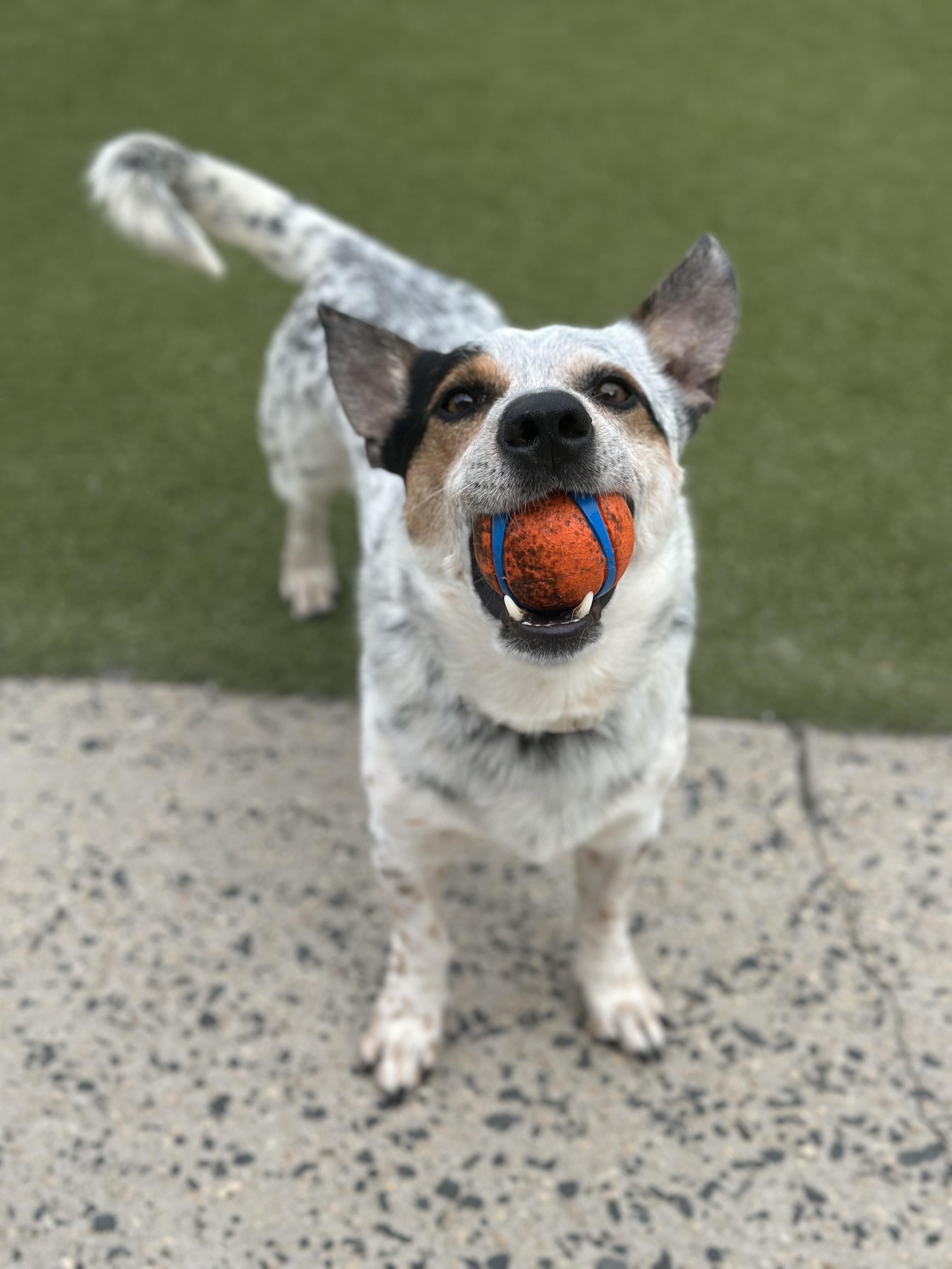 Killian, a Adopted mixed breed in Fresh Meadows, NY image 3/5