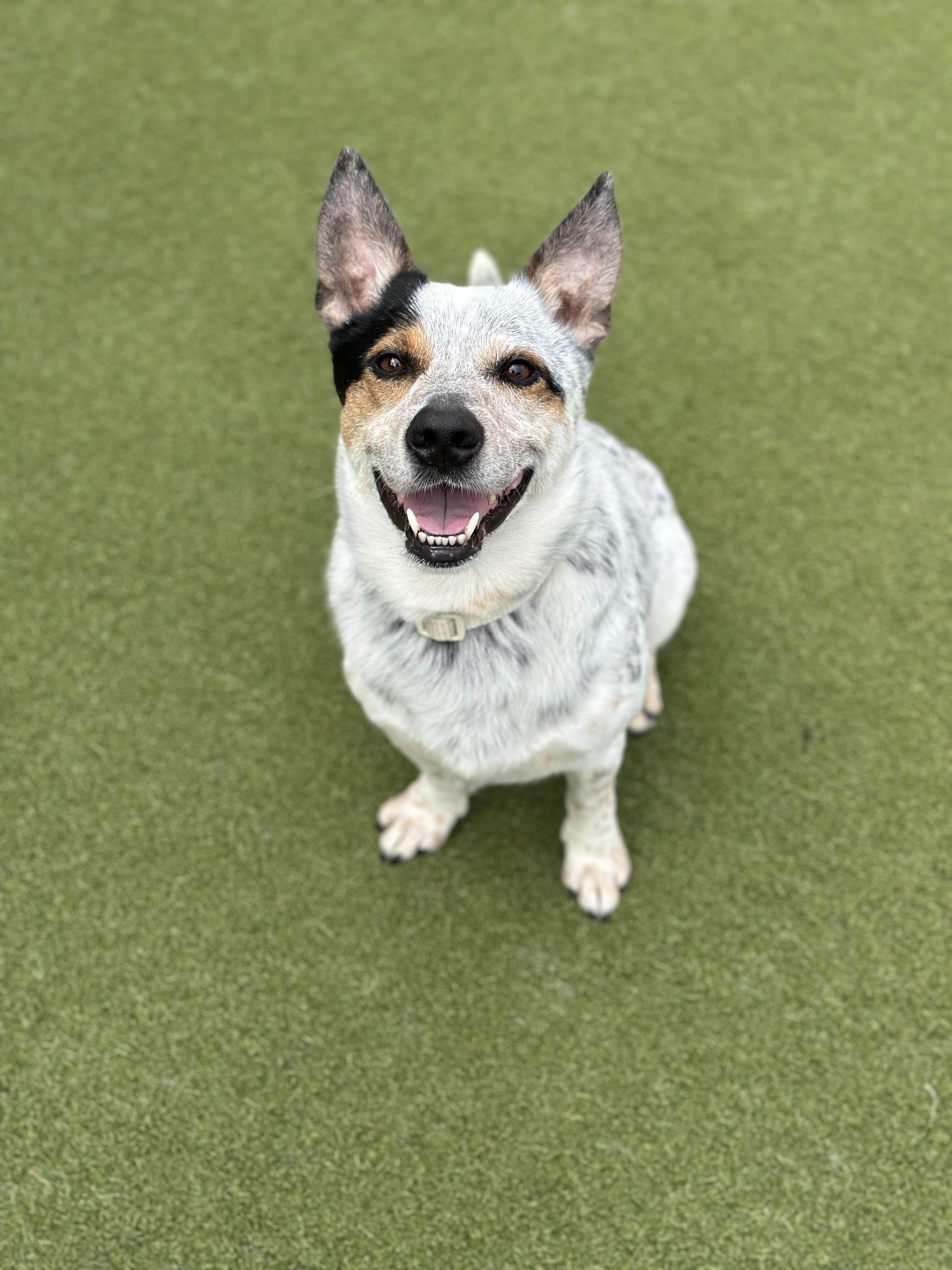 Killian, a Adopted mixed breed in Fresh Meadows, NY image 4/5